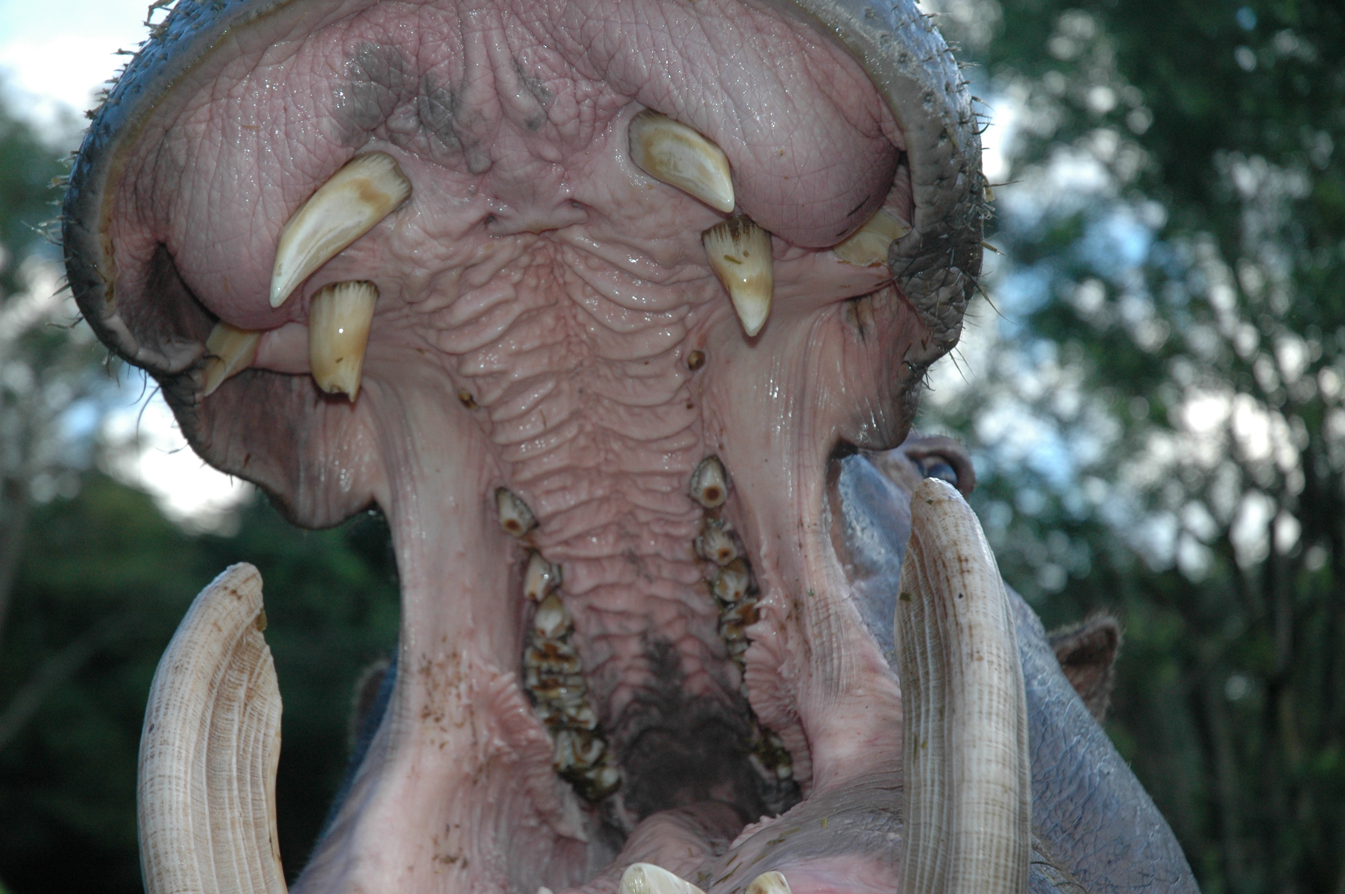 Les hippopotames d’Escobar (4).png