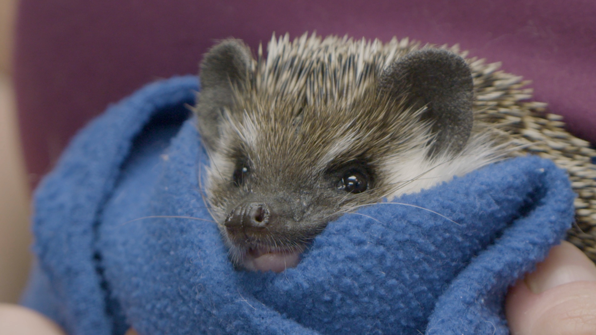 Dr. K's Exotic Animal ER (2).jpg