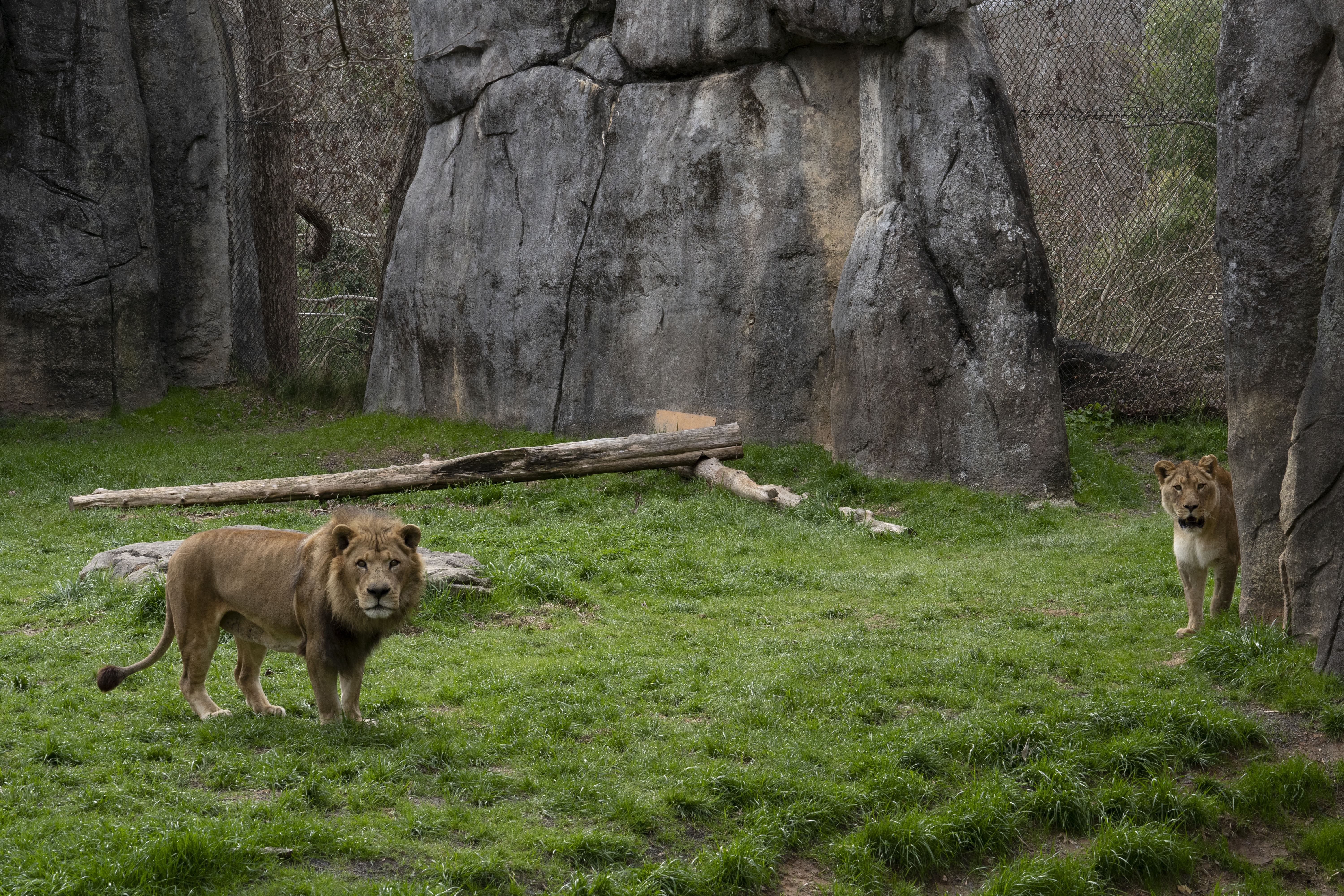 Une saison au zoo (1).jpg