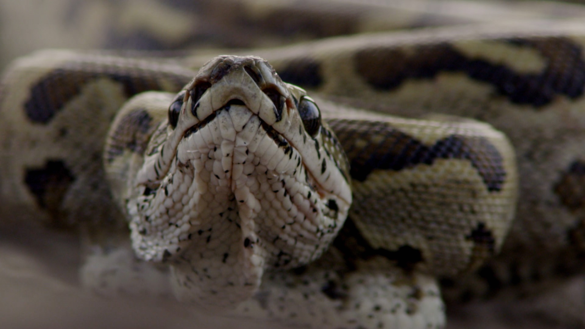 Squeeze  Python d'Afrique (2).jpg
