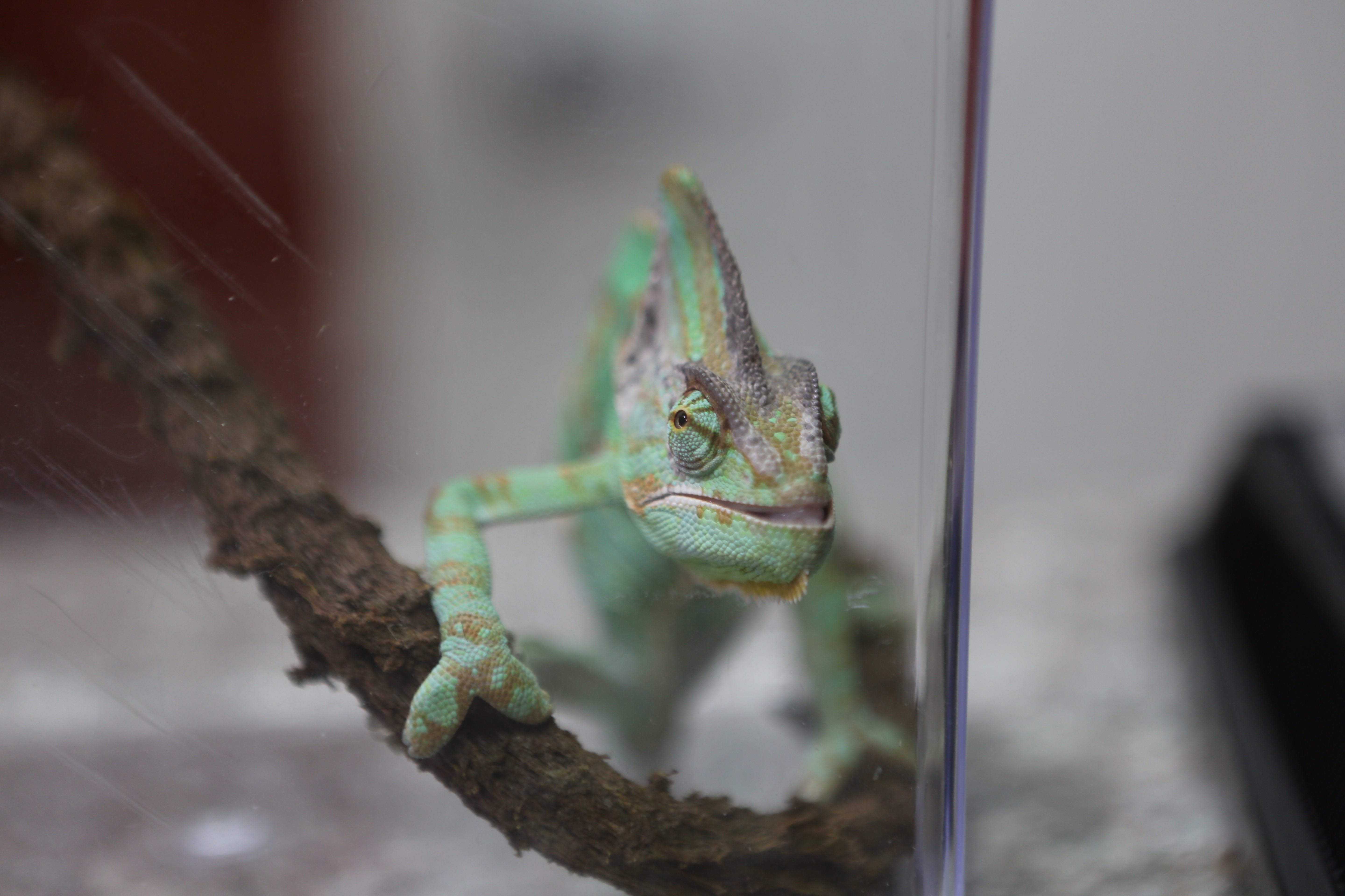La clinique des animaux exotiques  Minuscules (3).jpg