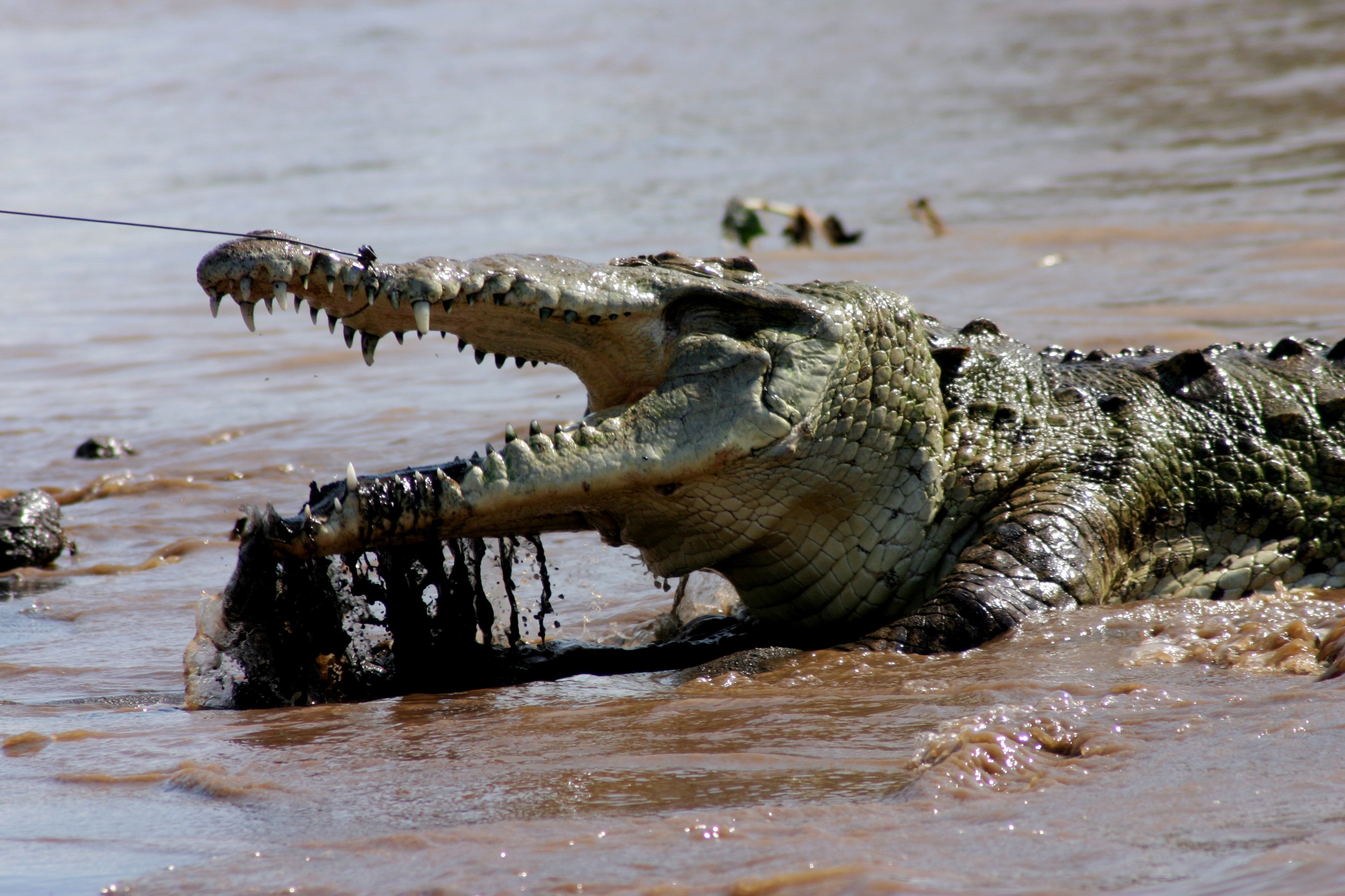 Les crocos des Caraïbes (1).jpg