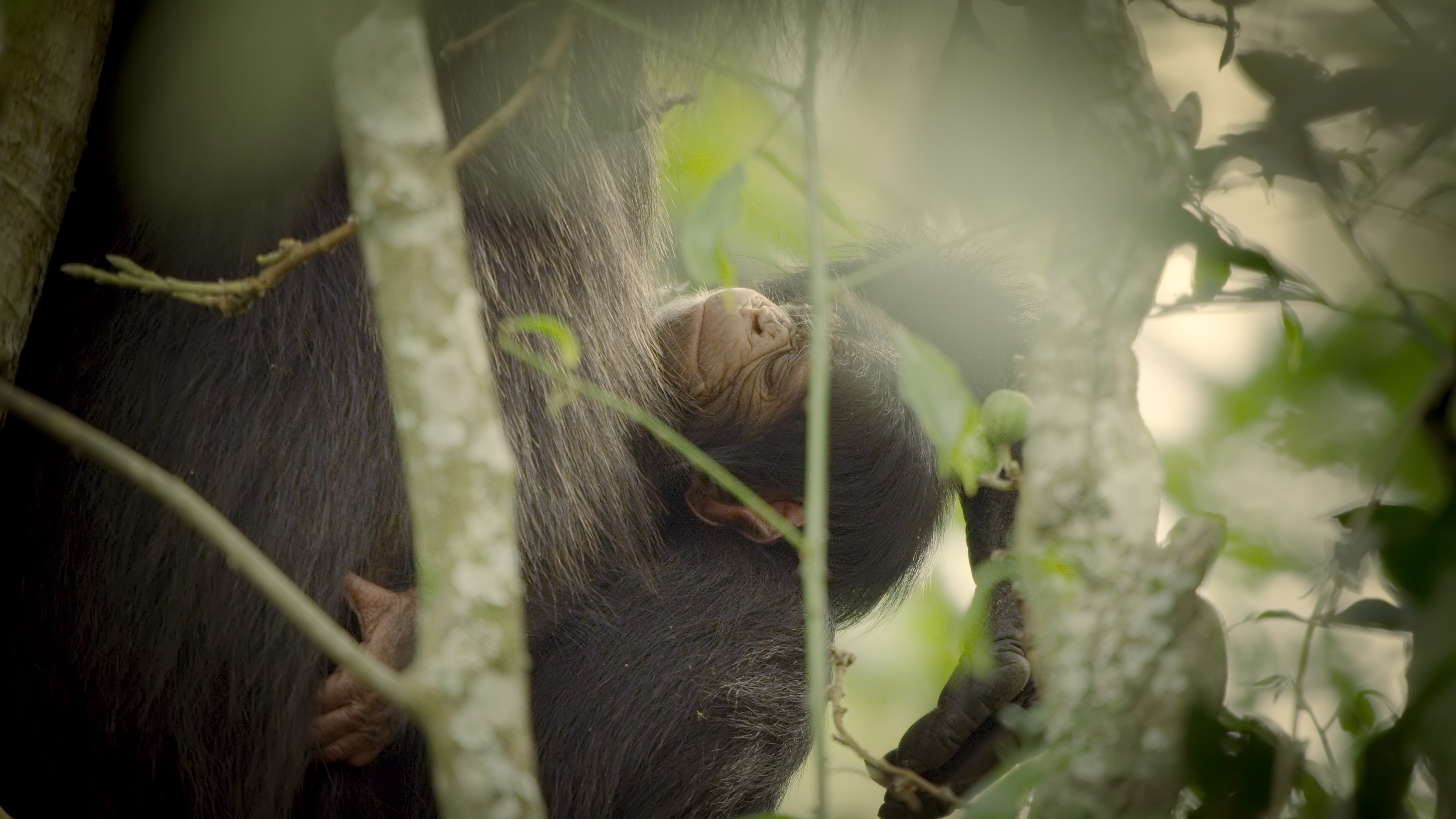 Histoire d'un bébé chimpanzé (1).jpg
