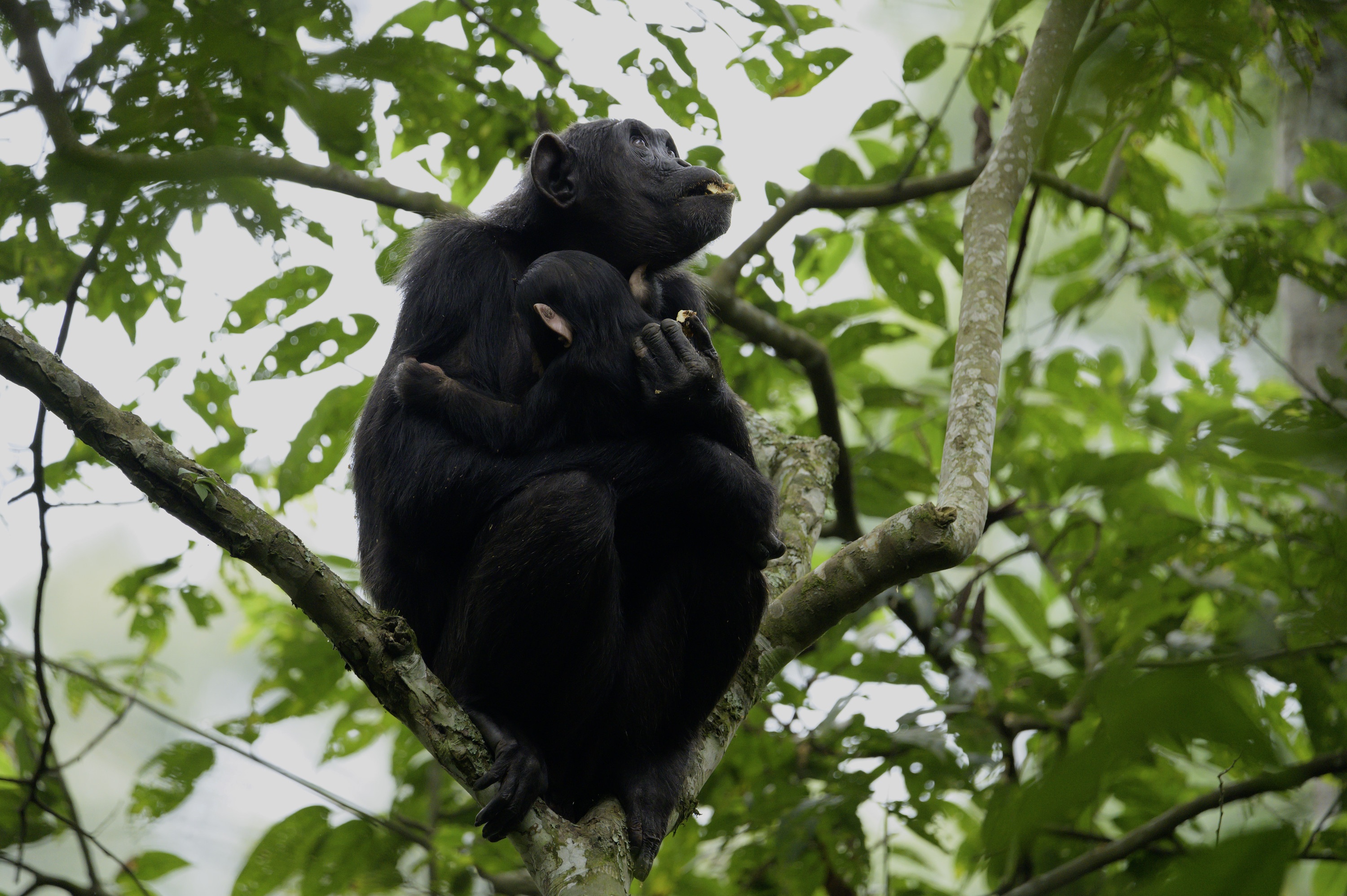 Histoire d'un bébé chimpanzé (2).jpg