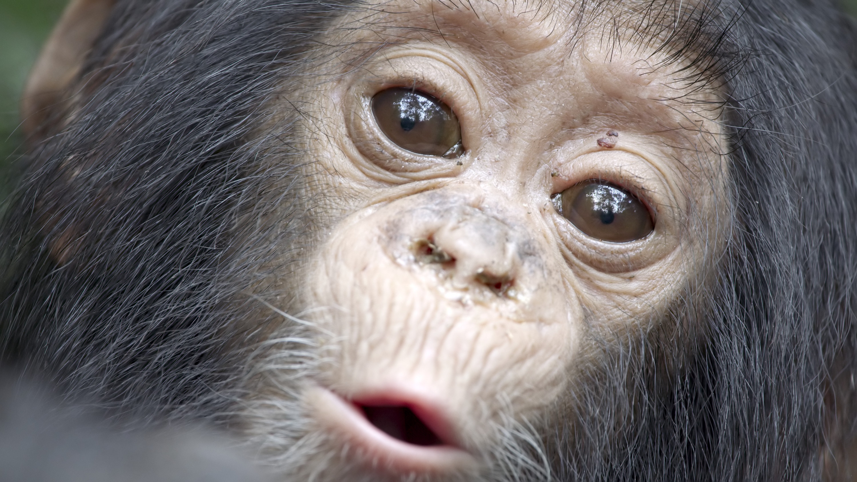 Histoire d'un bébé chimpanzé (4).jpg