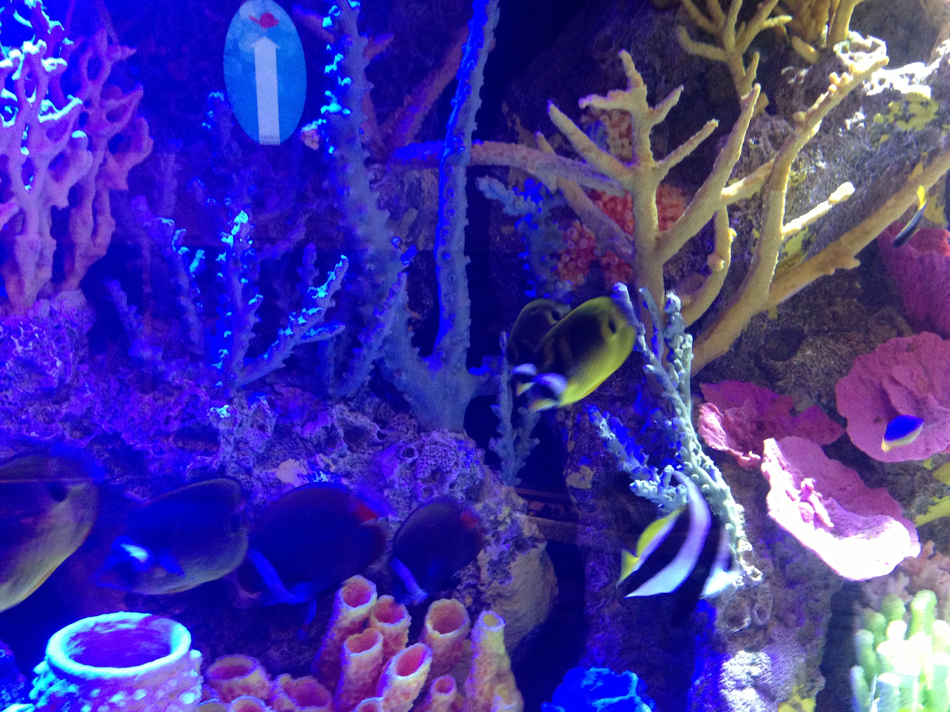Les rois des aquariums  Un choix difficile (2).JPG