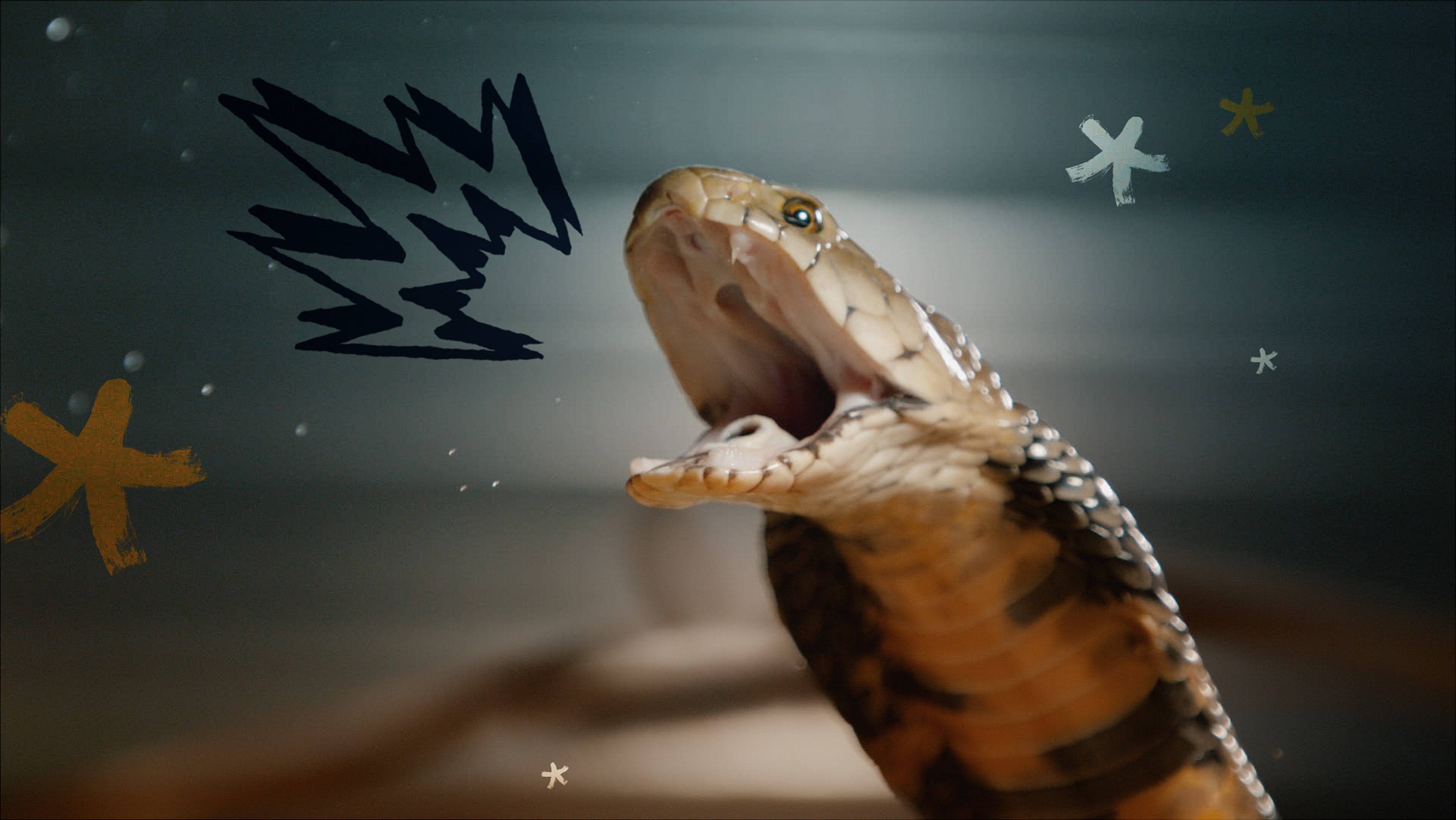 Pythons et compagnie (1).JPG