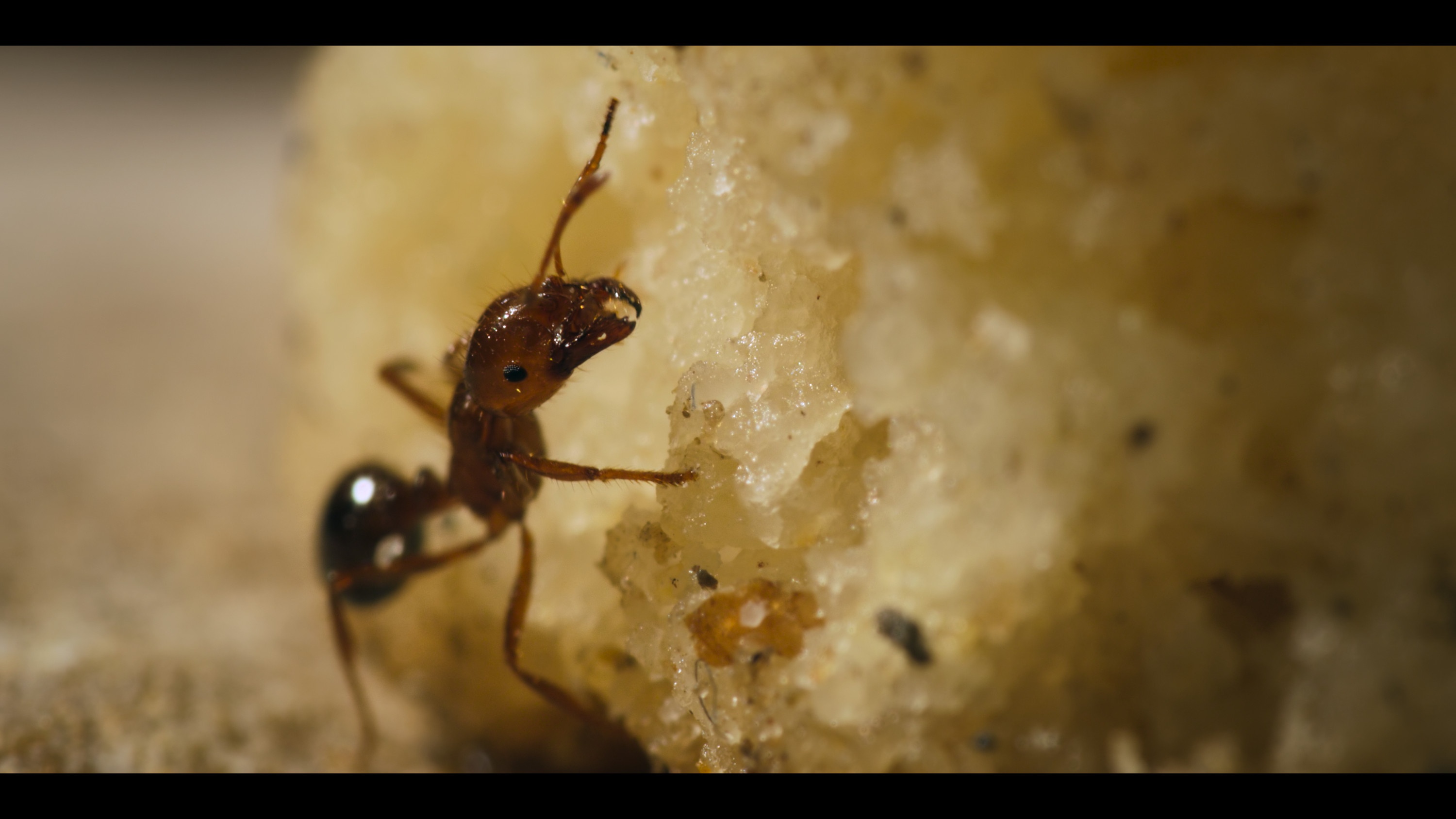 1001 vraies pattes (3).jpg