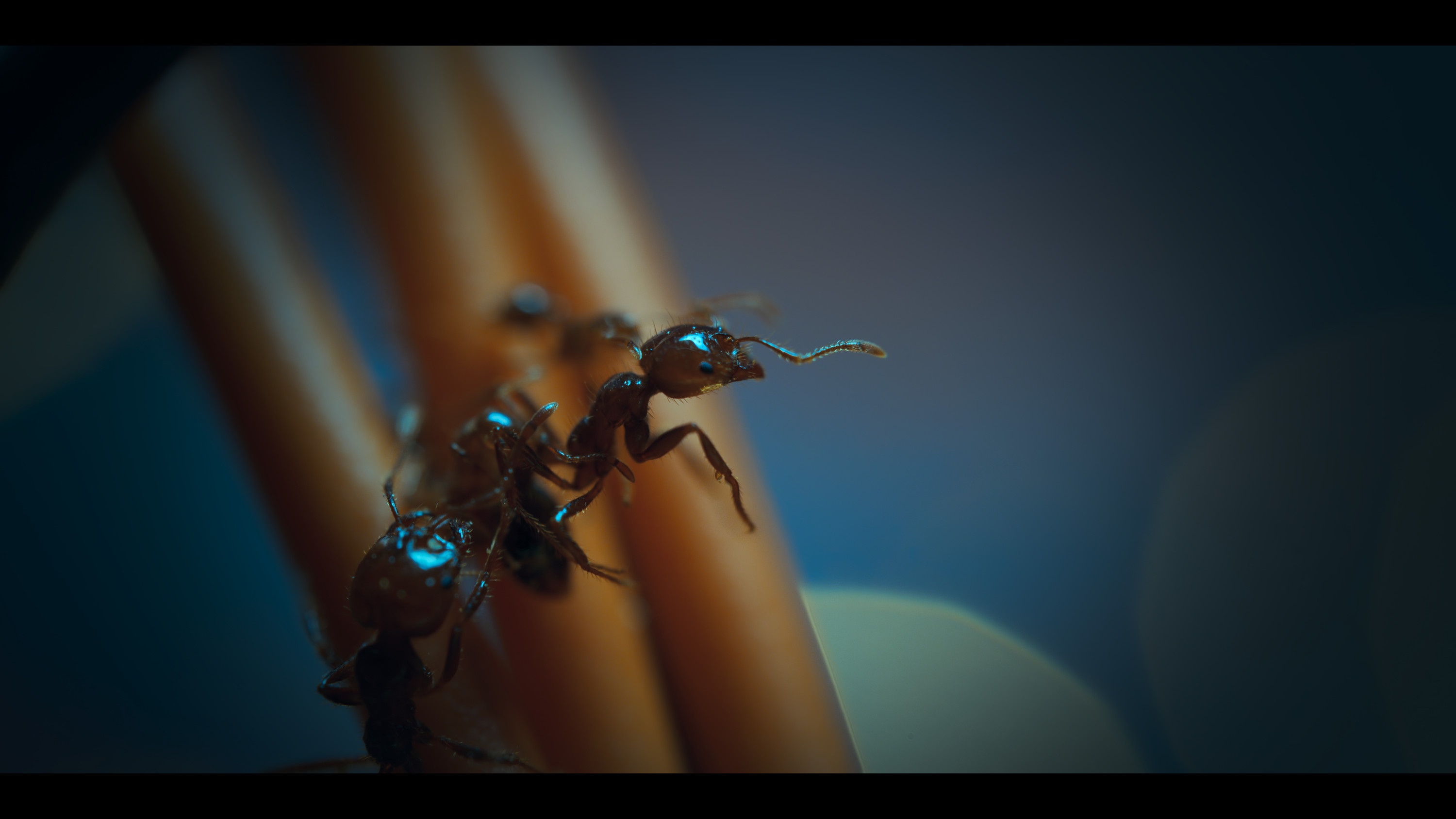 1001 vraies pattes (9).jpg