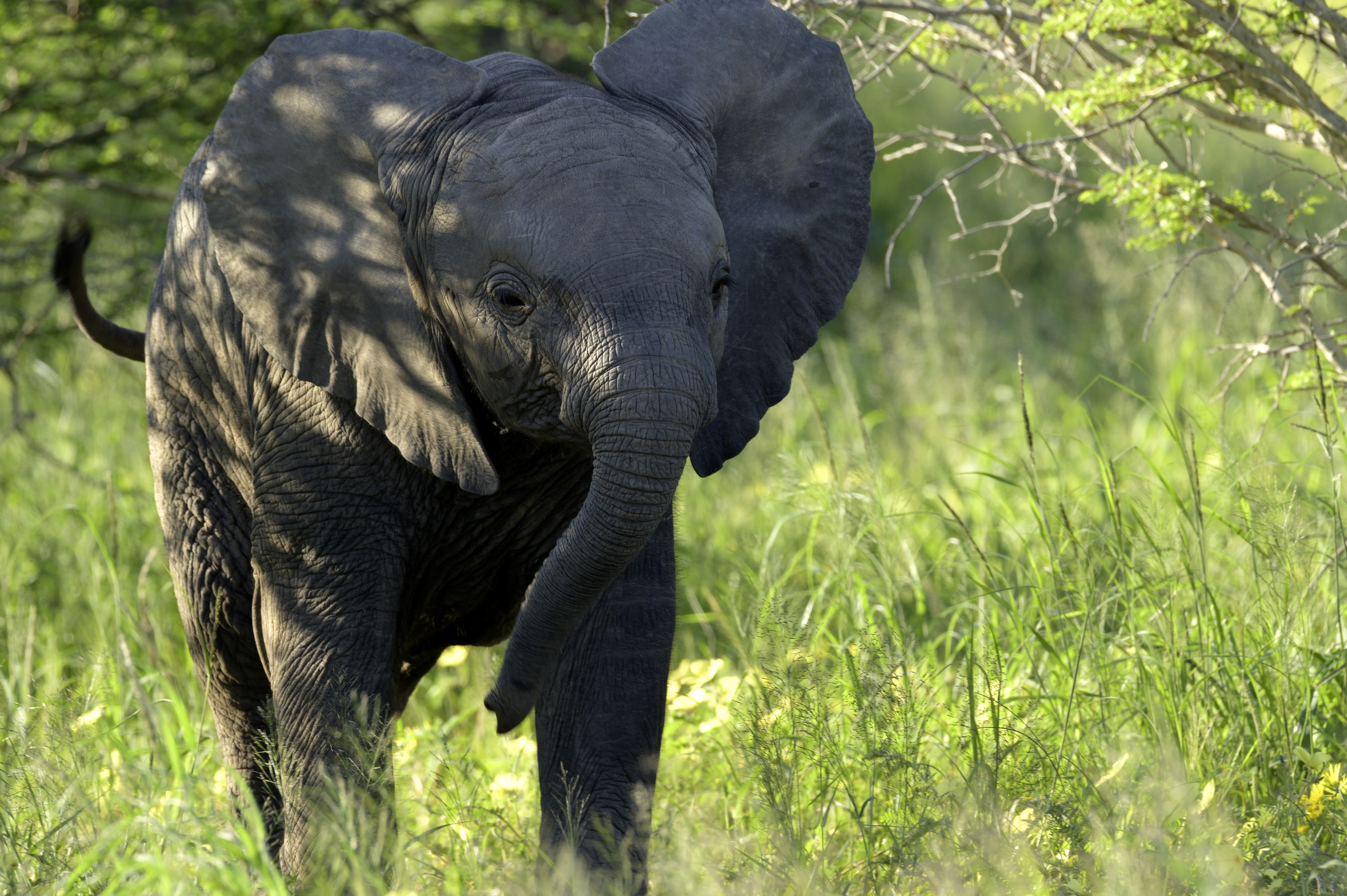 Histoire d'un bébé éléphant (3).jpg