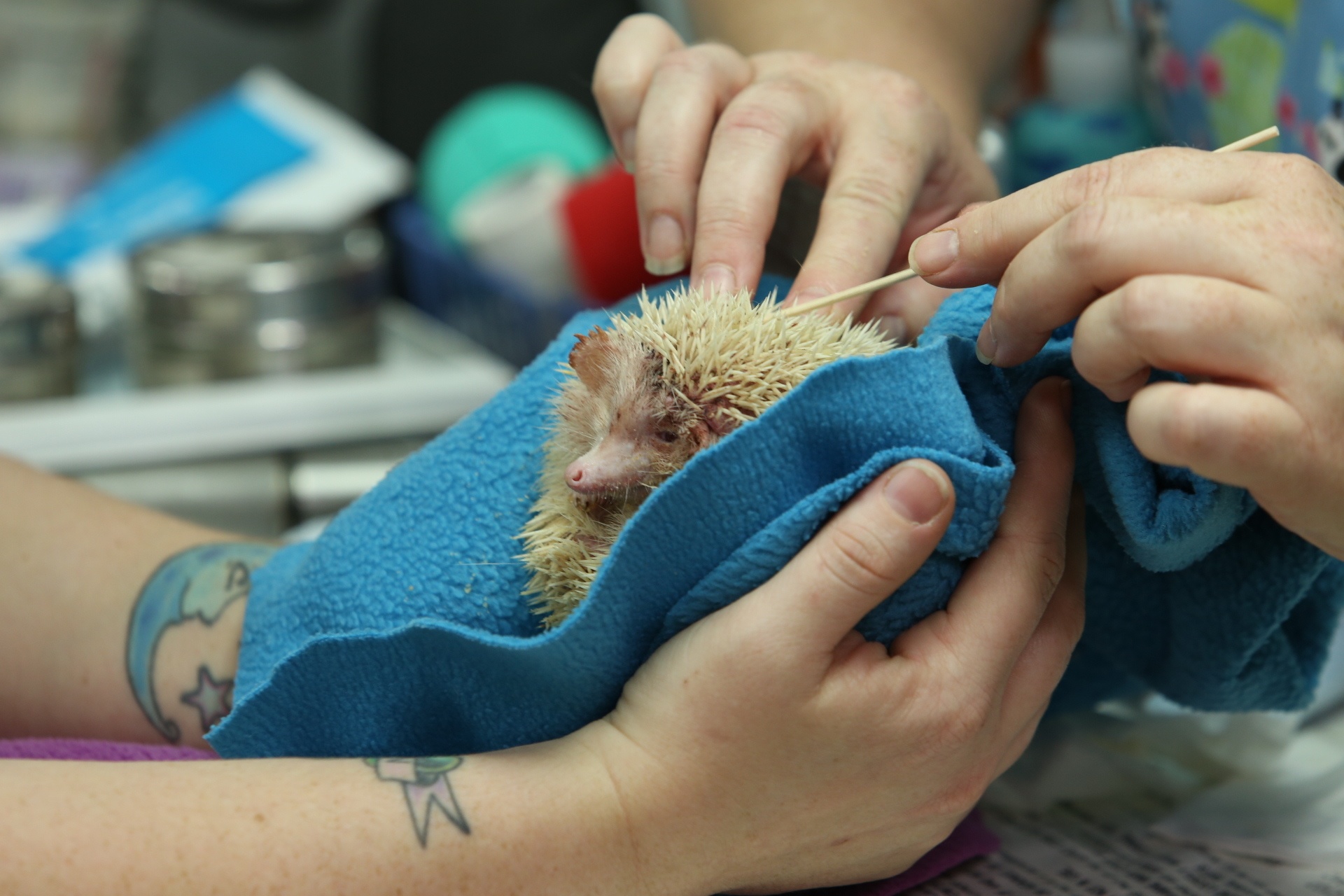La clinique des animaux exotiques  Douleur au bec (2).jpg
