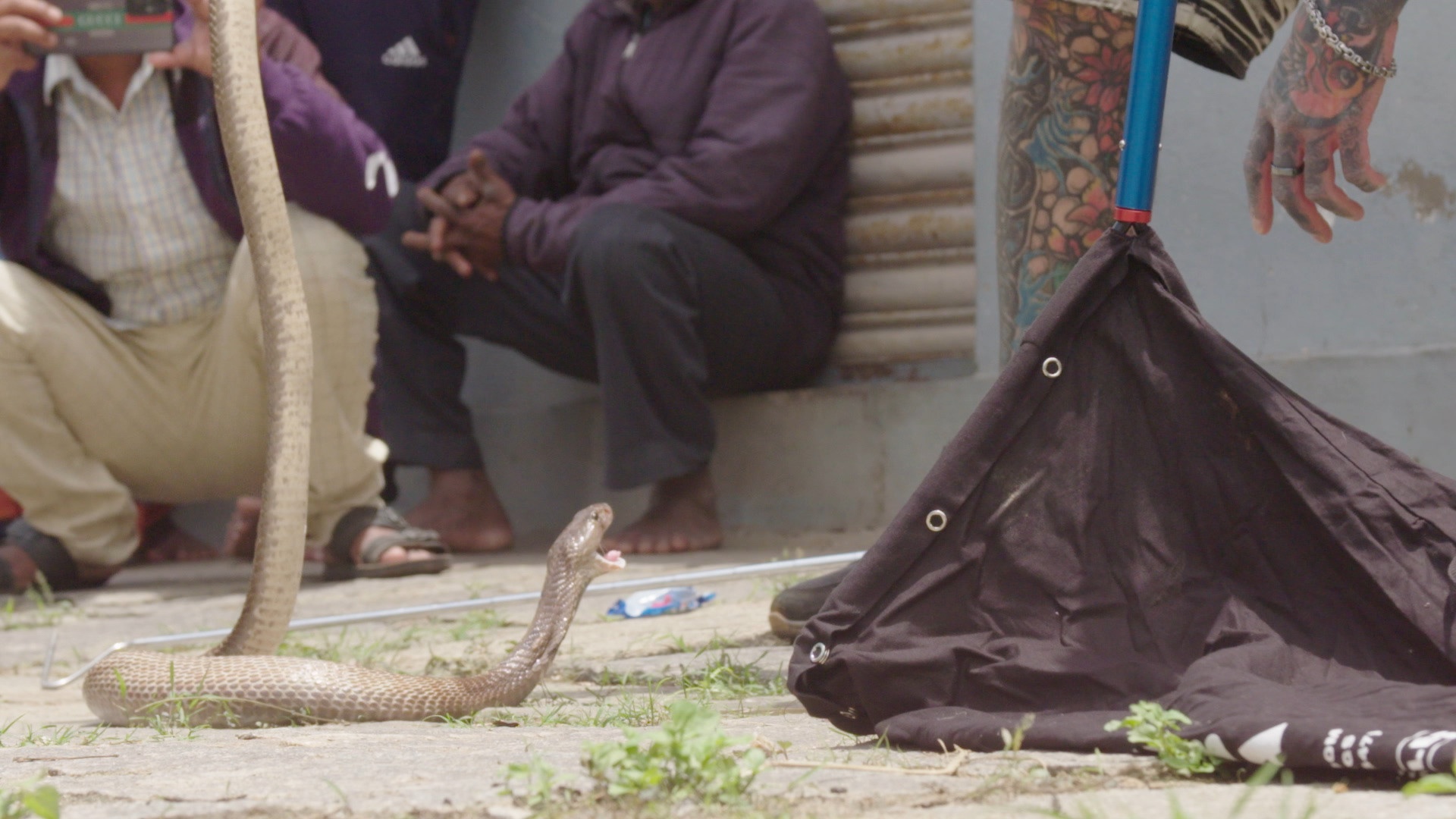 Snakes In The City  Cobra cracheur (3).JPG