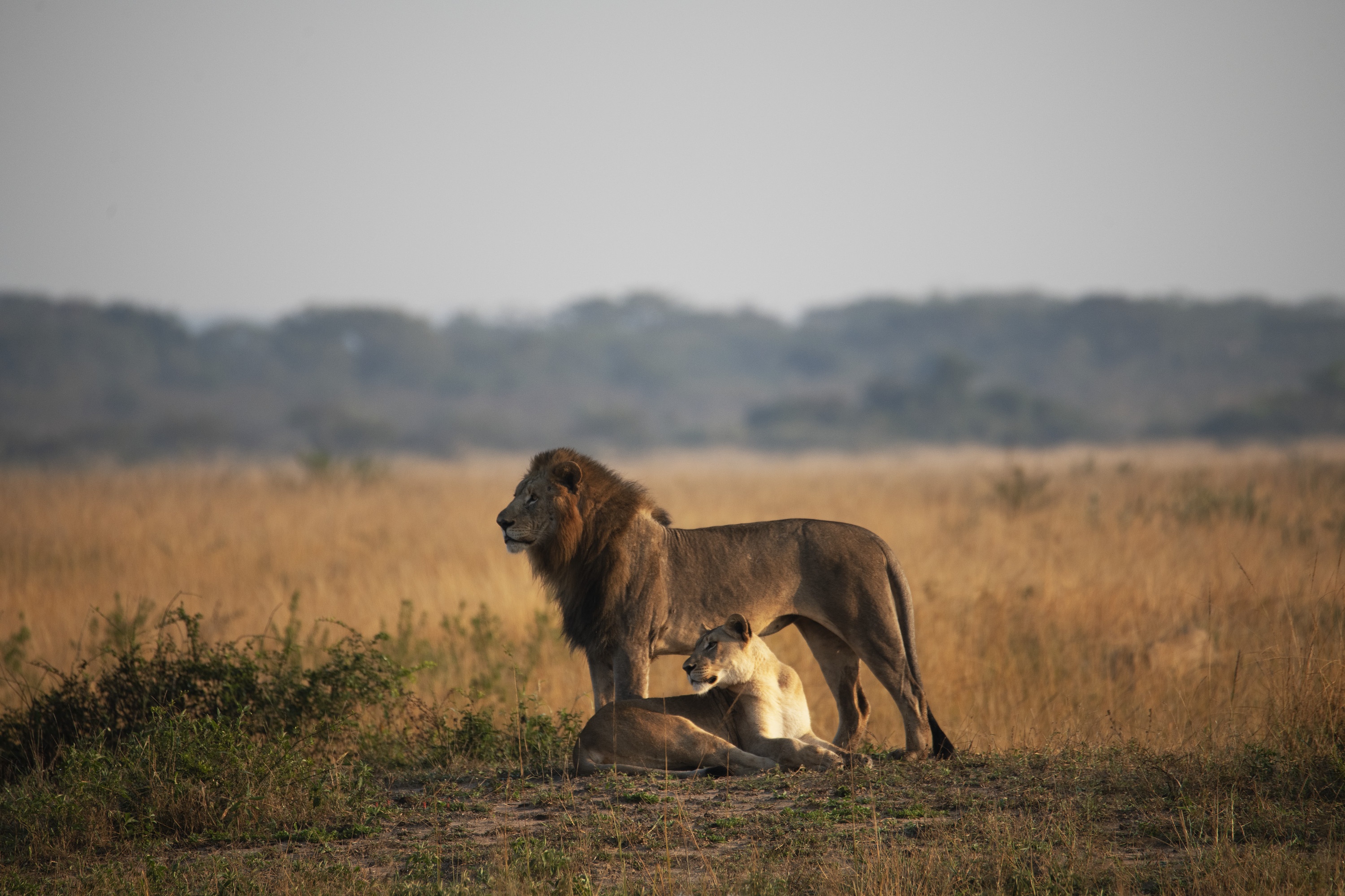 Histoire d'un bébé lion (3).jpg