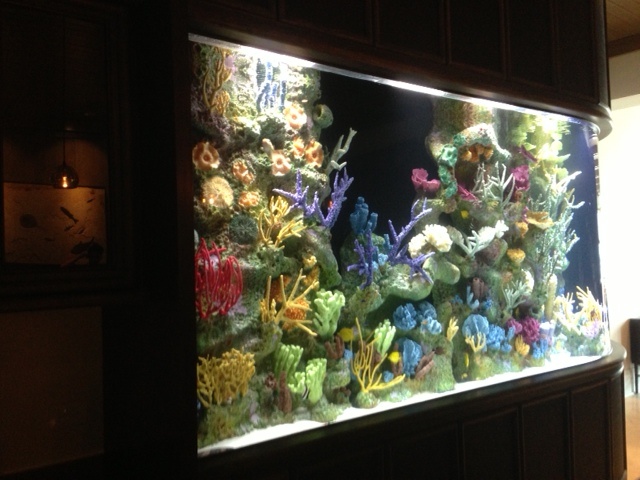 Les rois des aquariums  Méduses en or (3).JPG