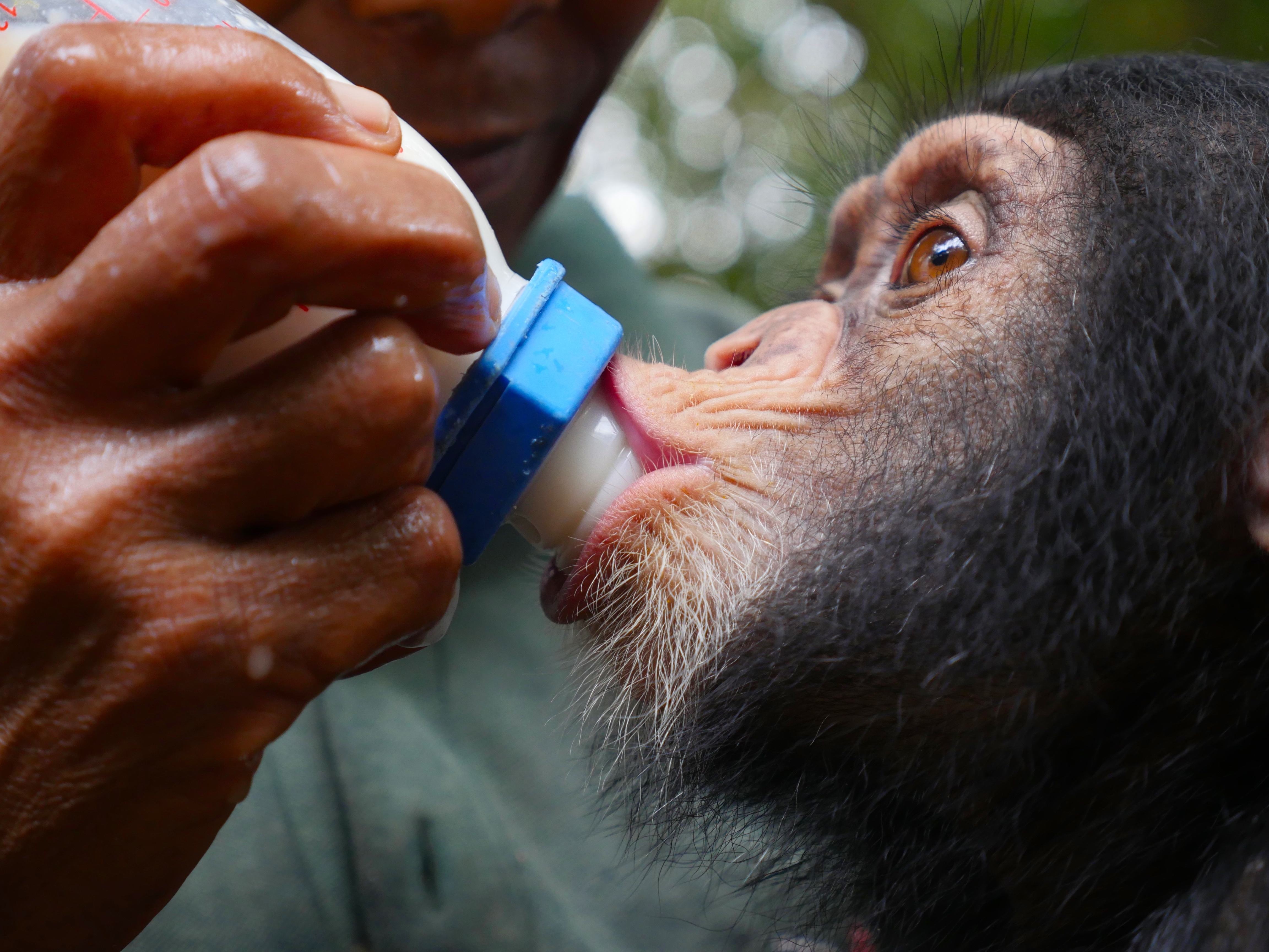 Meet the Chimps (2).jpg