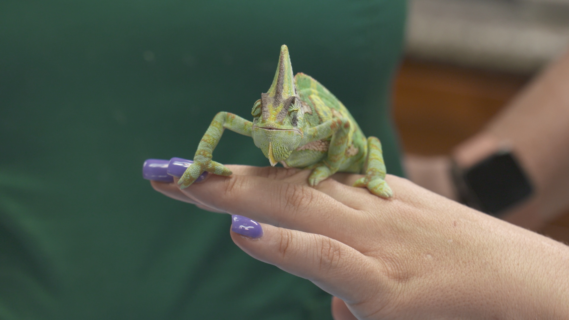 La clinique des animaux exotiques  Sans dents et sans pitié (3).jpg