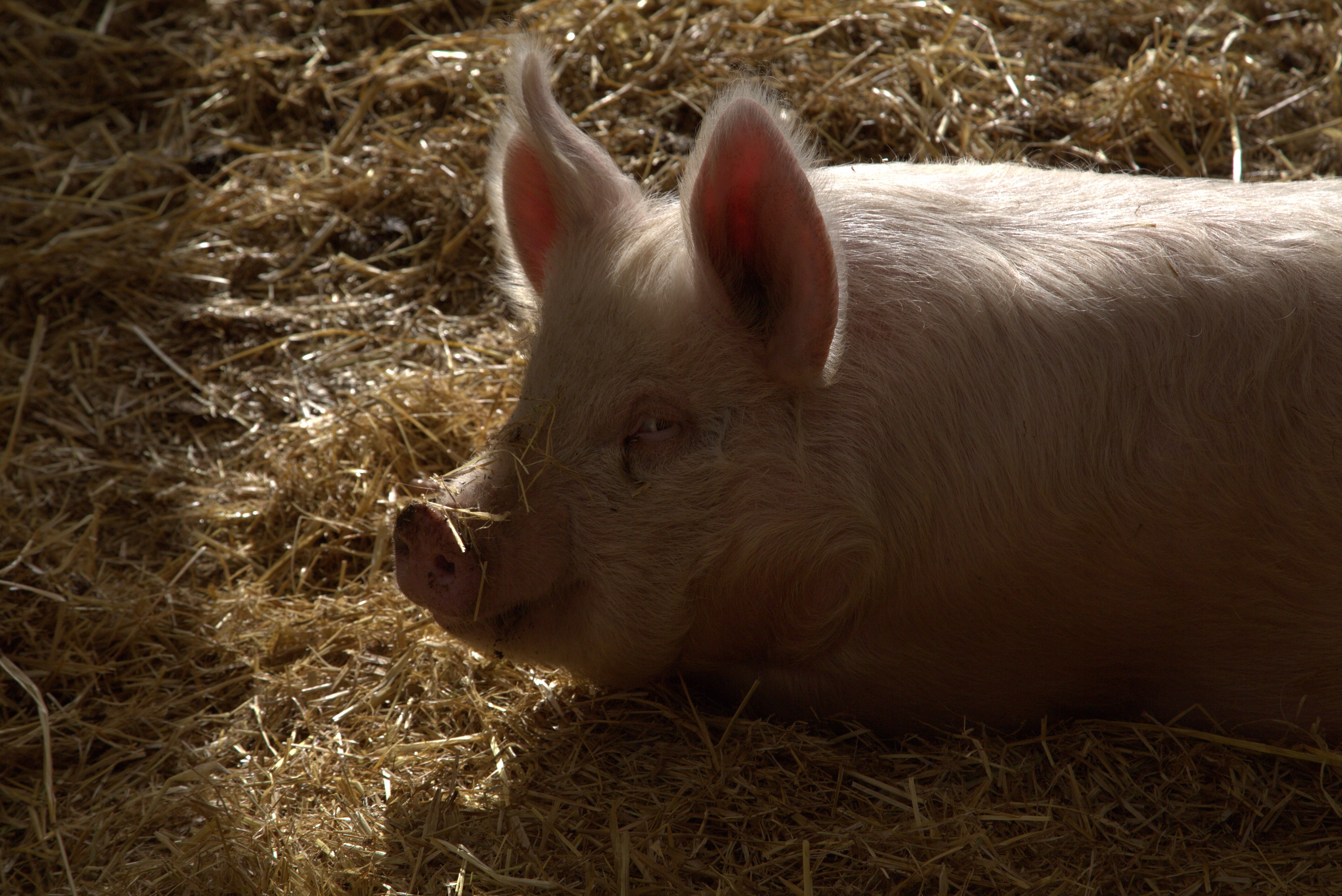 La clinique des animaux exotiques  Petit cochon (1).jpg