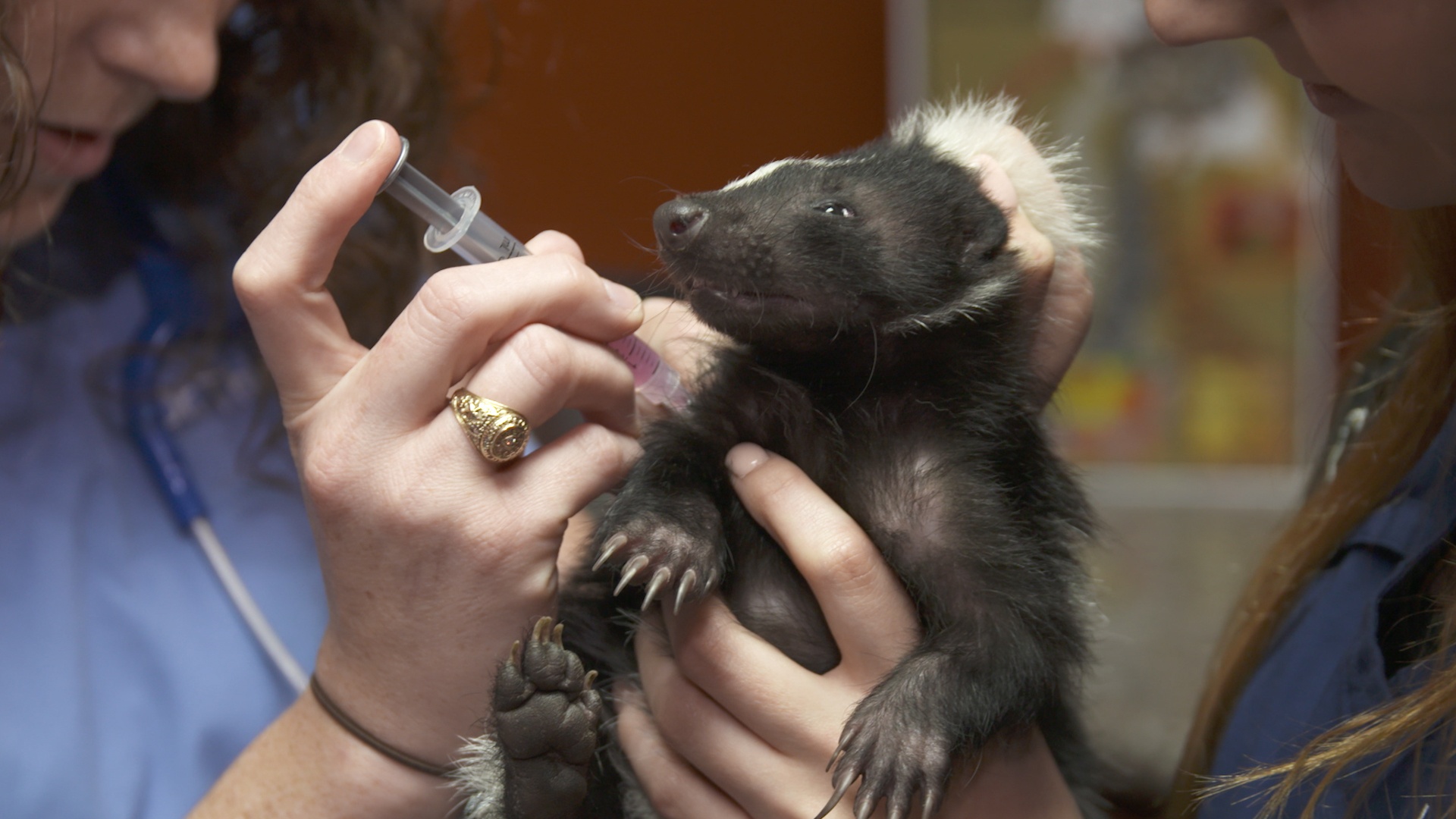 La clinique des animaux exotiques  Soin des ongles (3).jpg