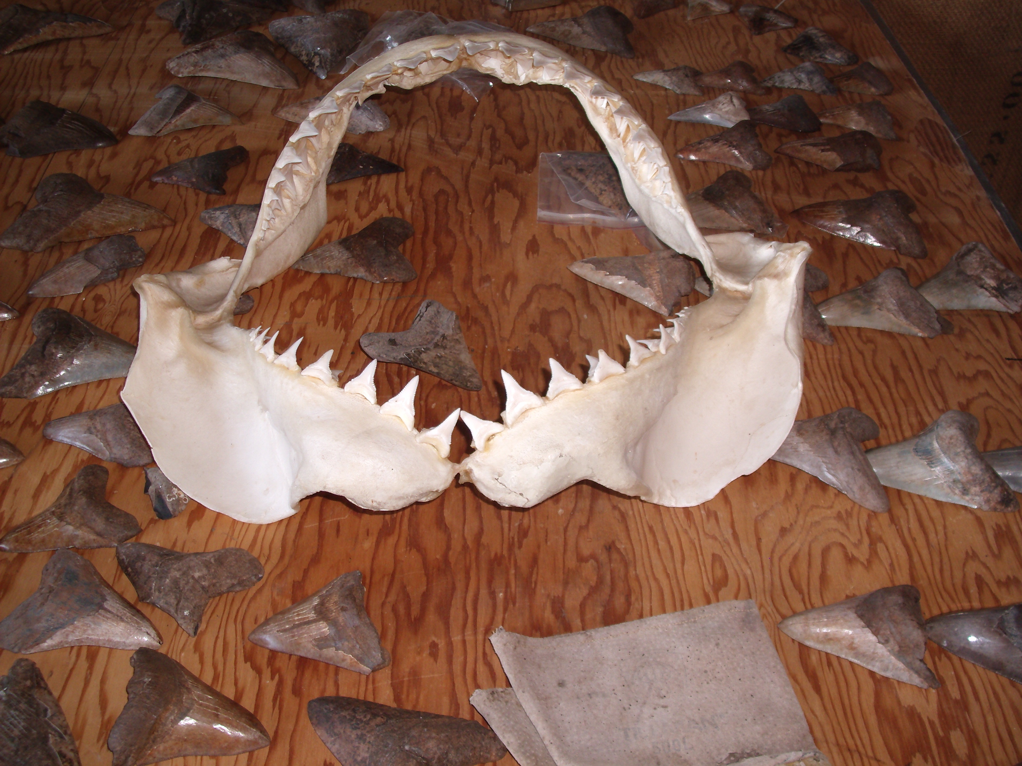 Prehistoric Women (2).JPG