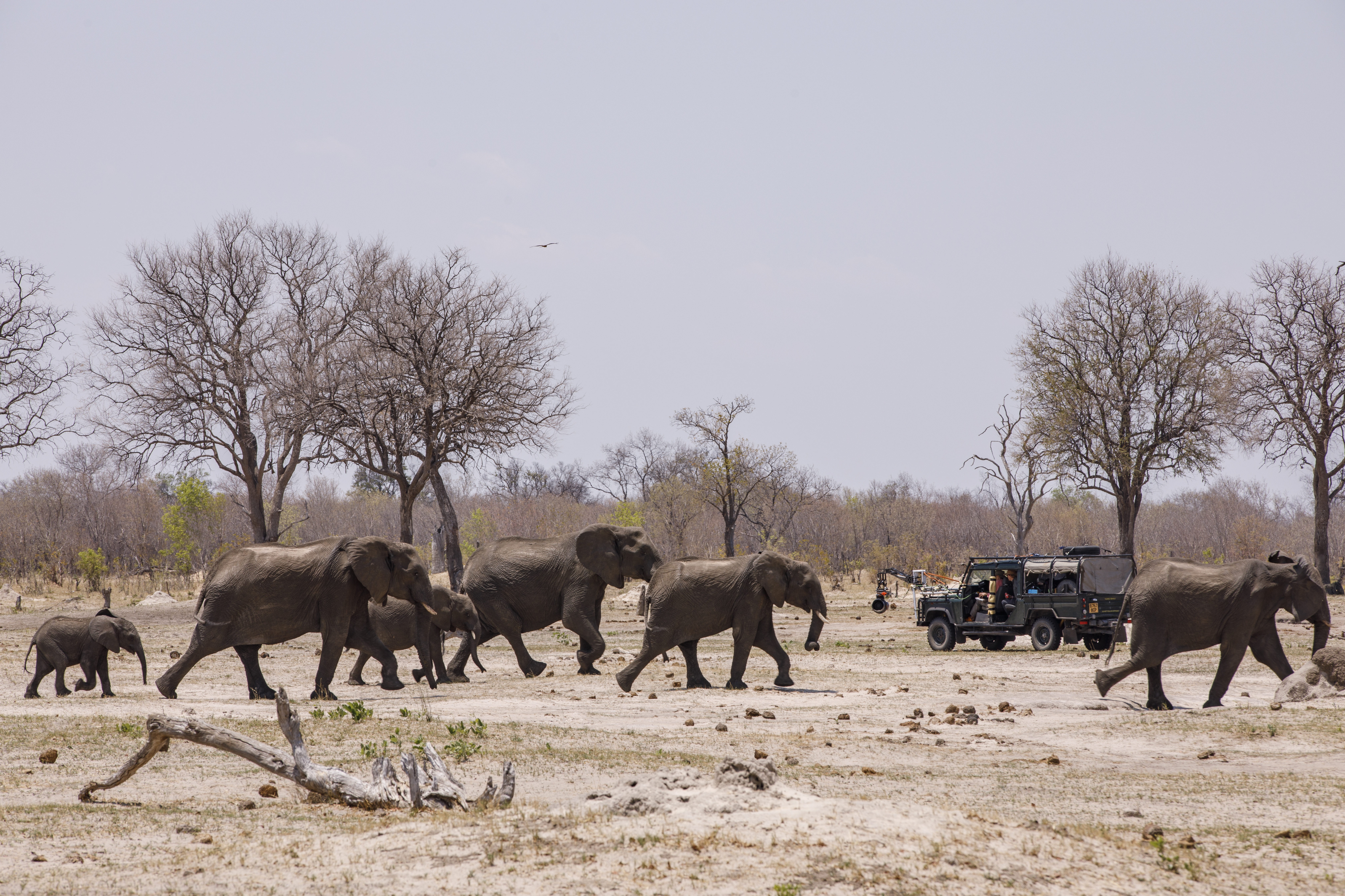 Savanna Queens (1).JPG