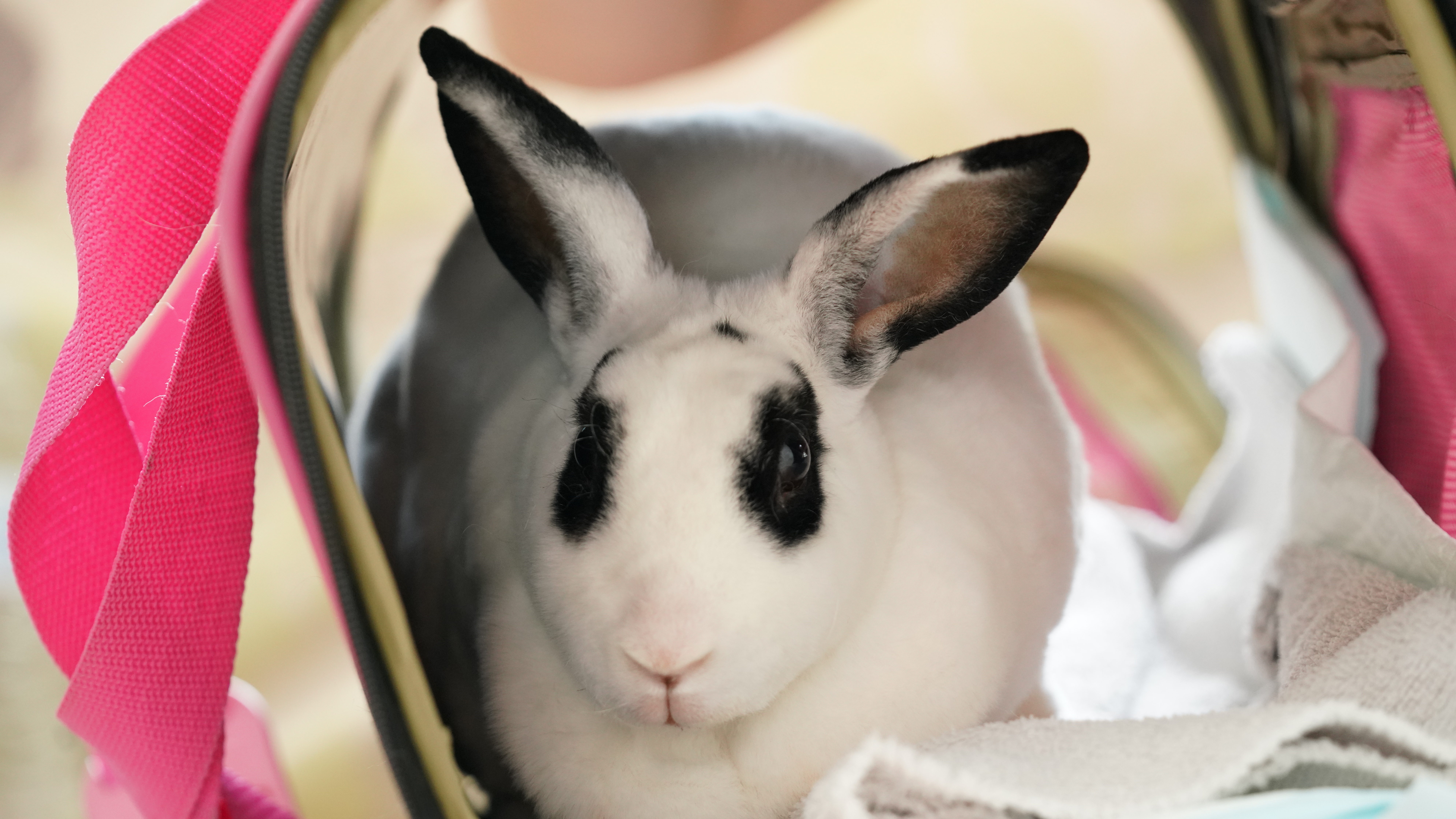 Band of Bunnies (1).jpg