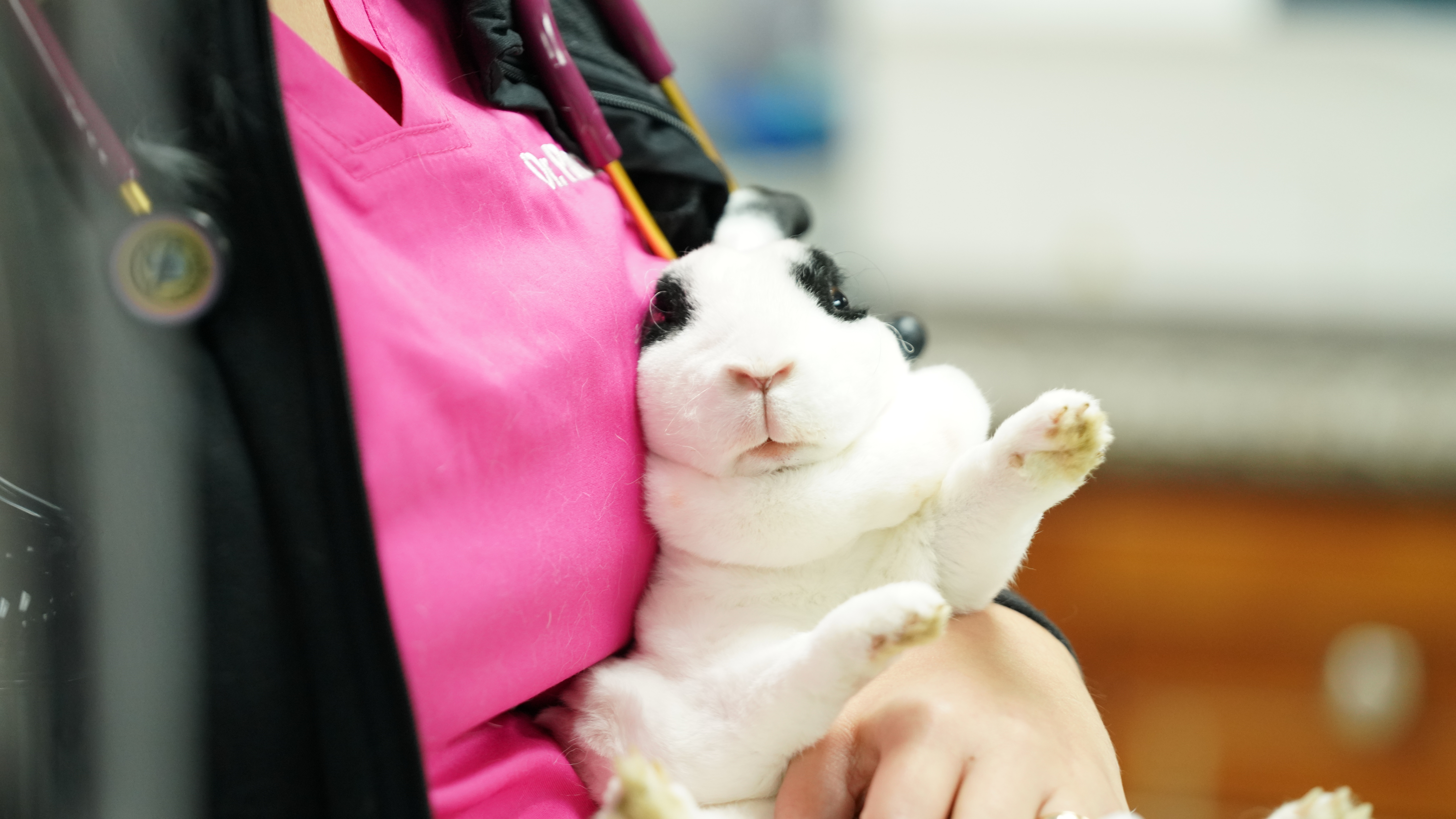 Band of Bunnies (2).jpg