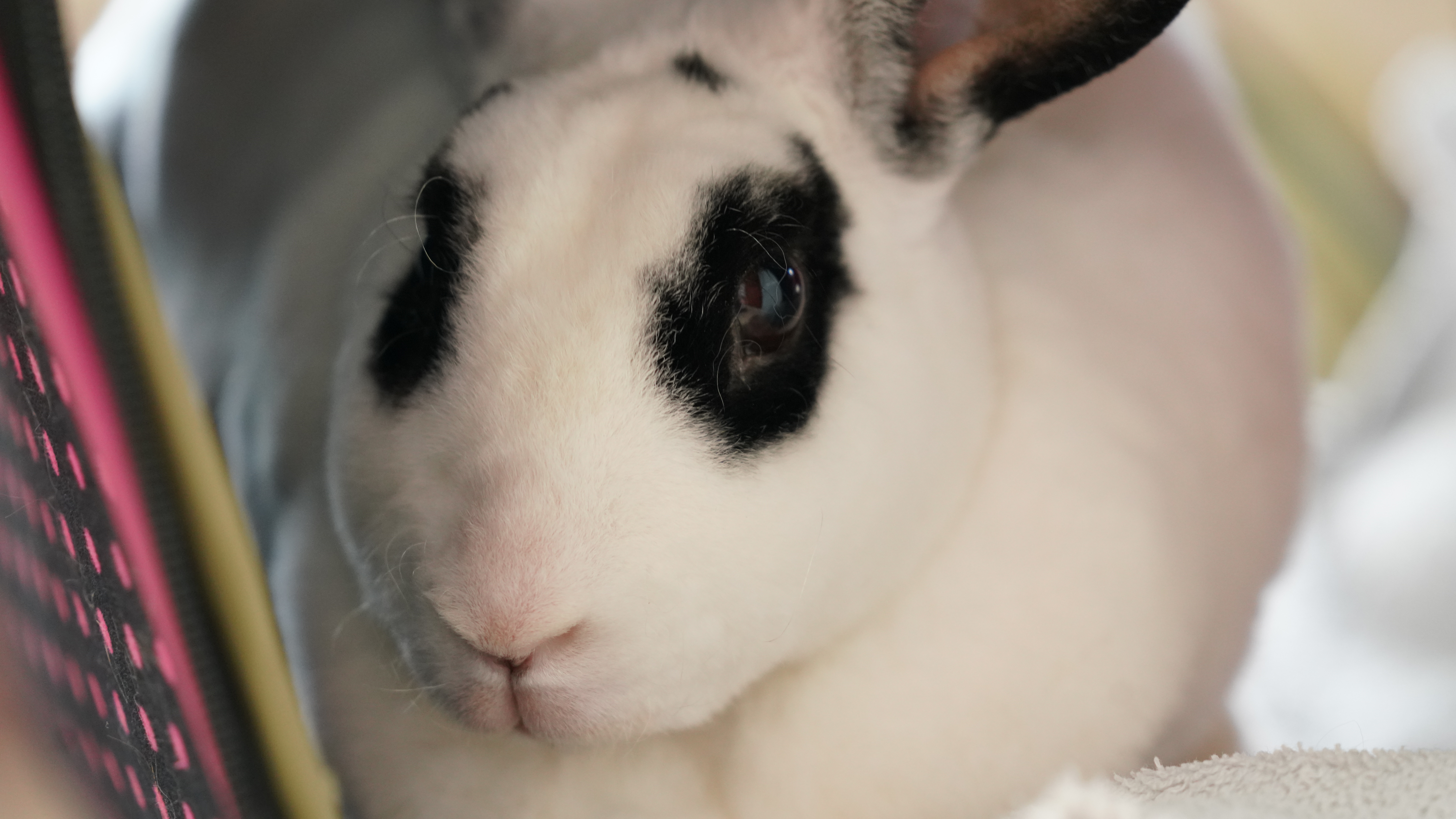 Band of Bunnies (3).jpg