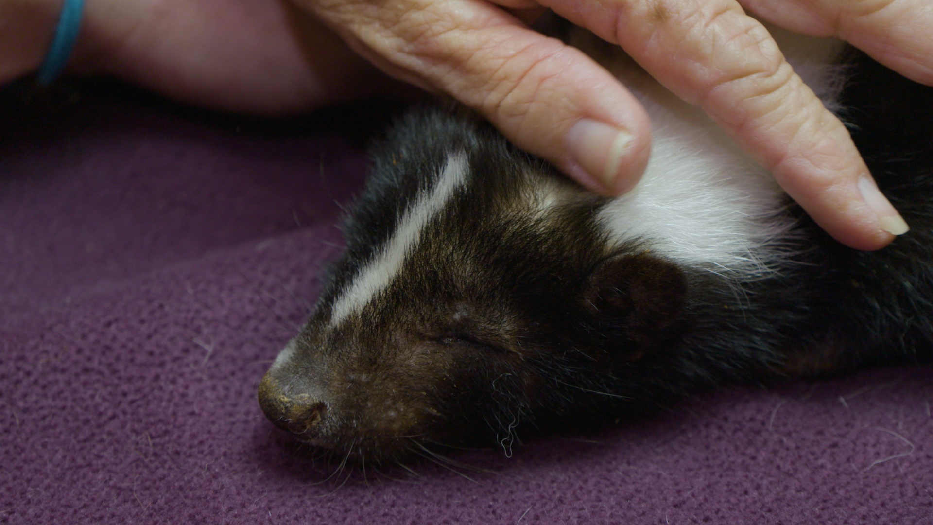 Operation Skunk (2).jpg