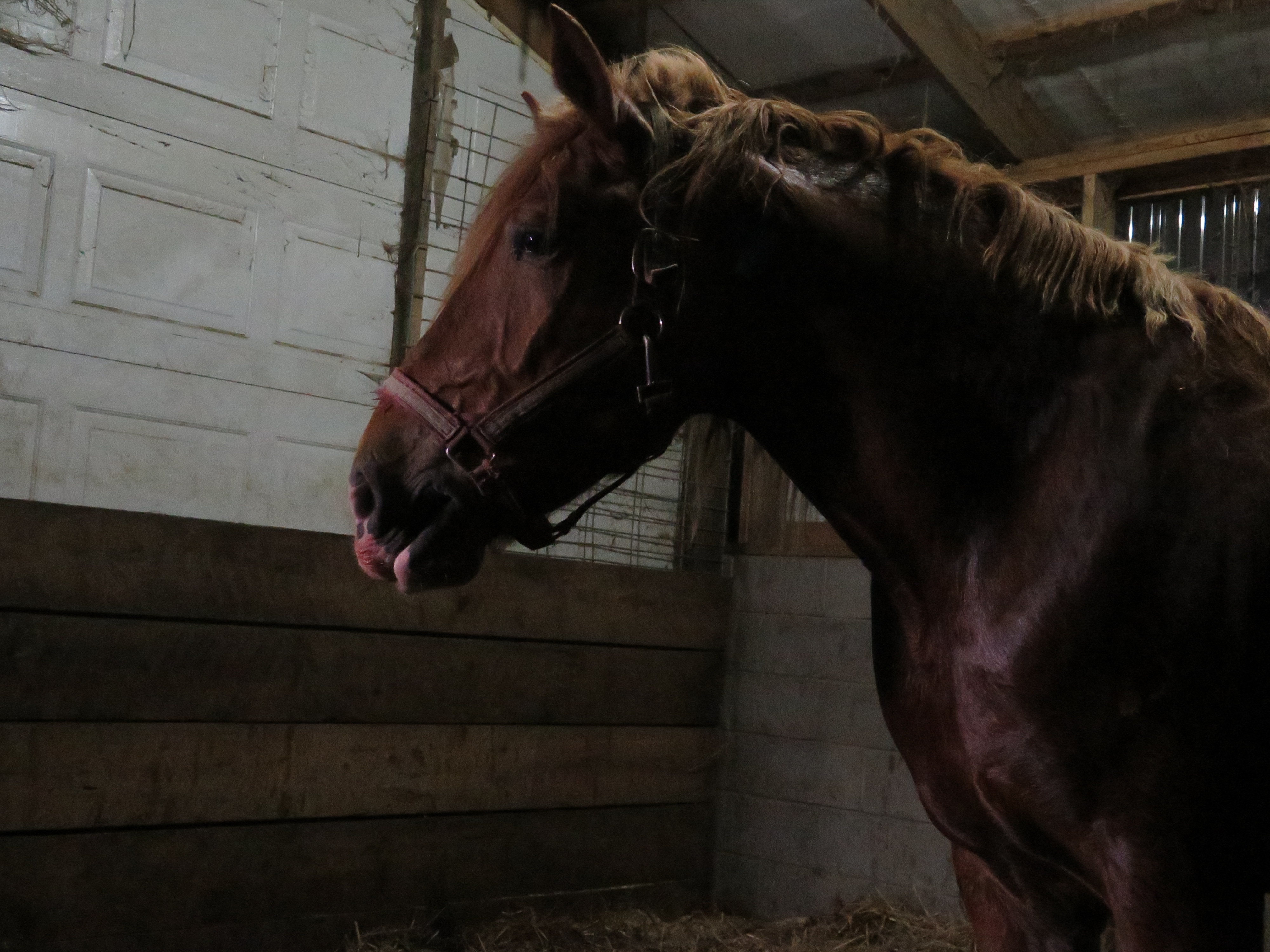 The Foal Monty (3).jpg