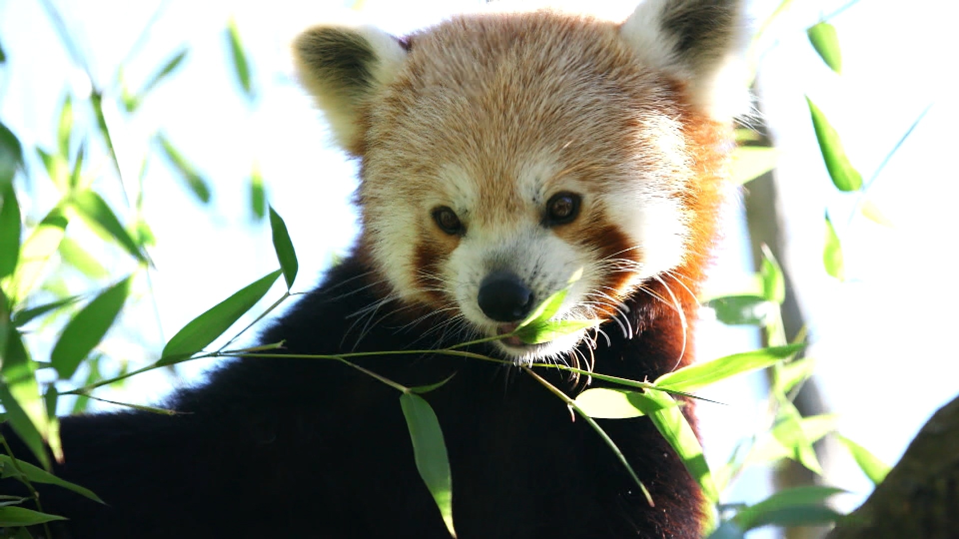 Une saison au zoo (3).jpg