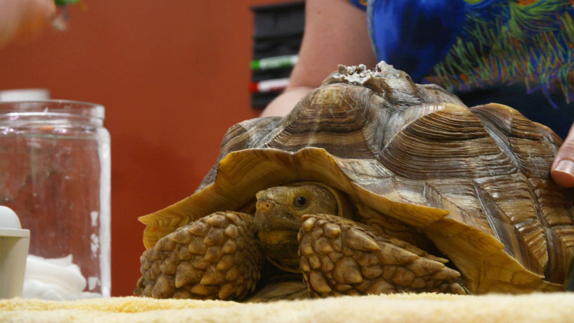 La clinique des animaux exotiques  Le chien et la tortue (3).jpg