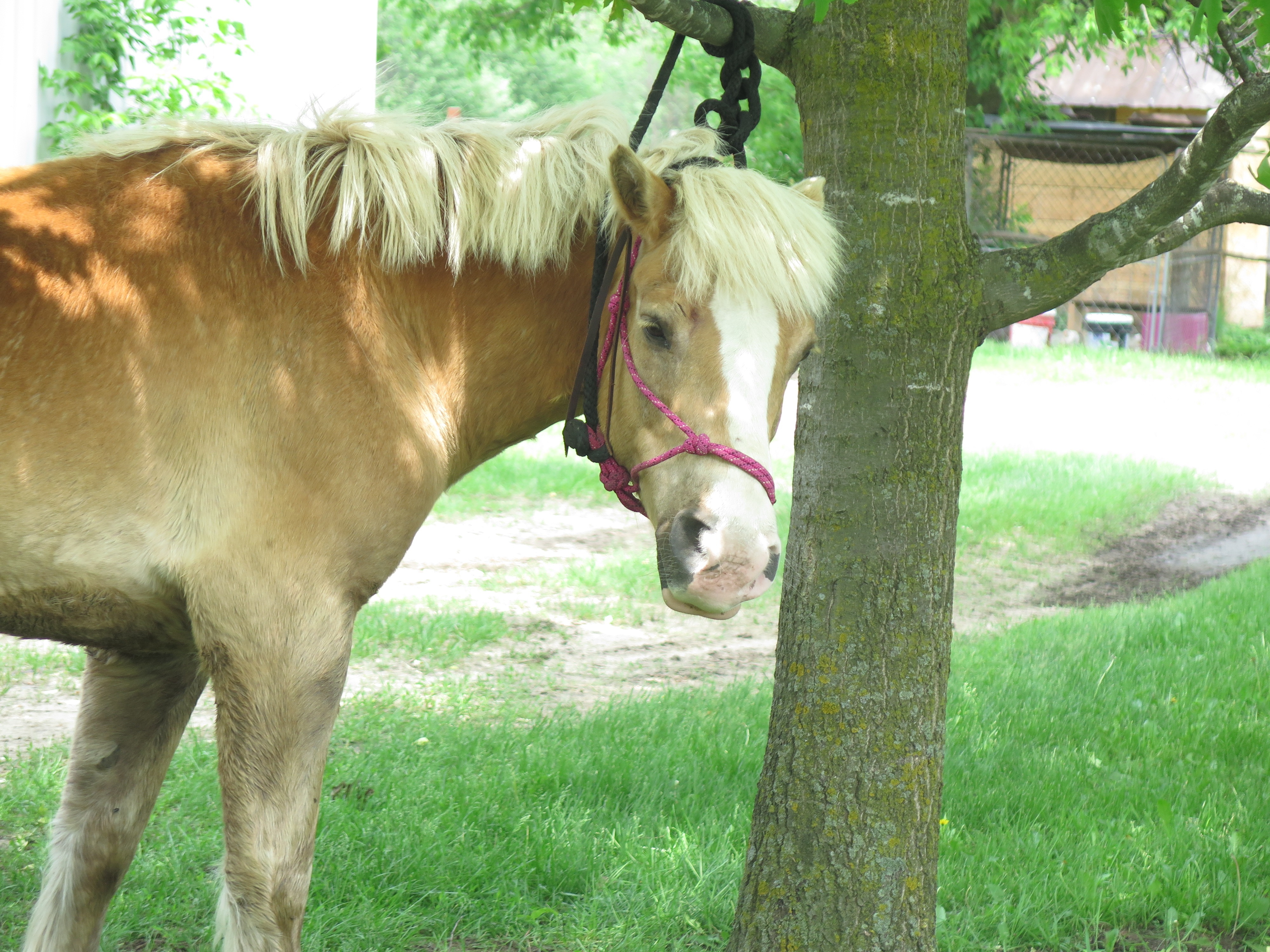 L'incroyable Dr Pol  Coup de sabot (3).jpg