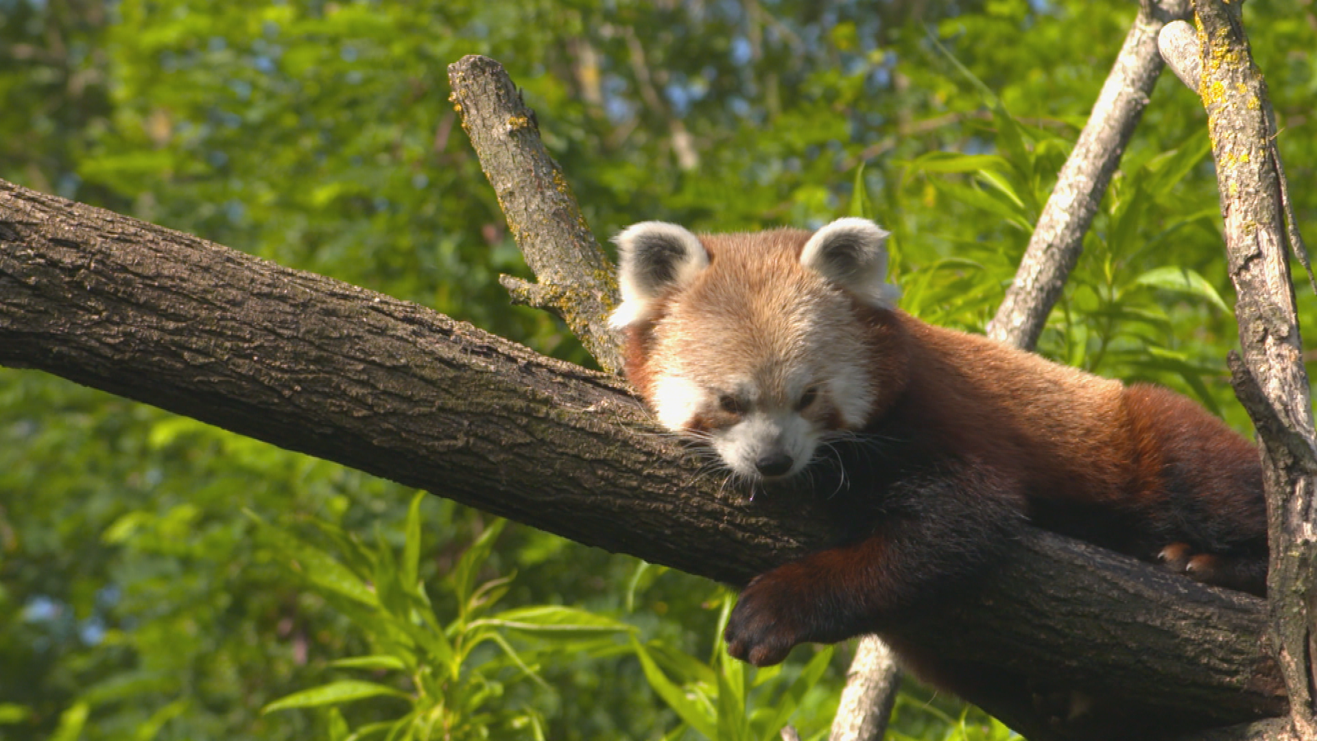 Une saison au zoo (2).tif