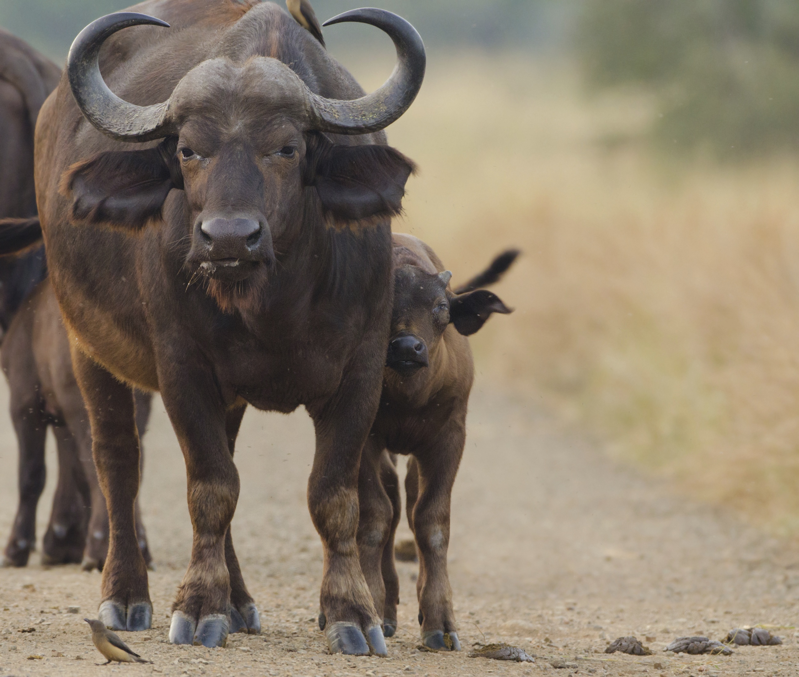 Les animaux déraillent  Croyez-le ou non ! (1).jpg