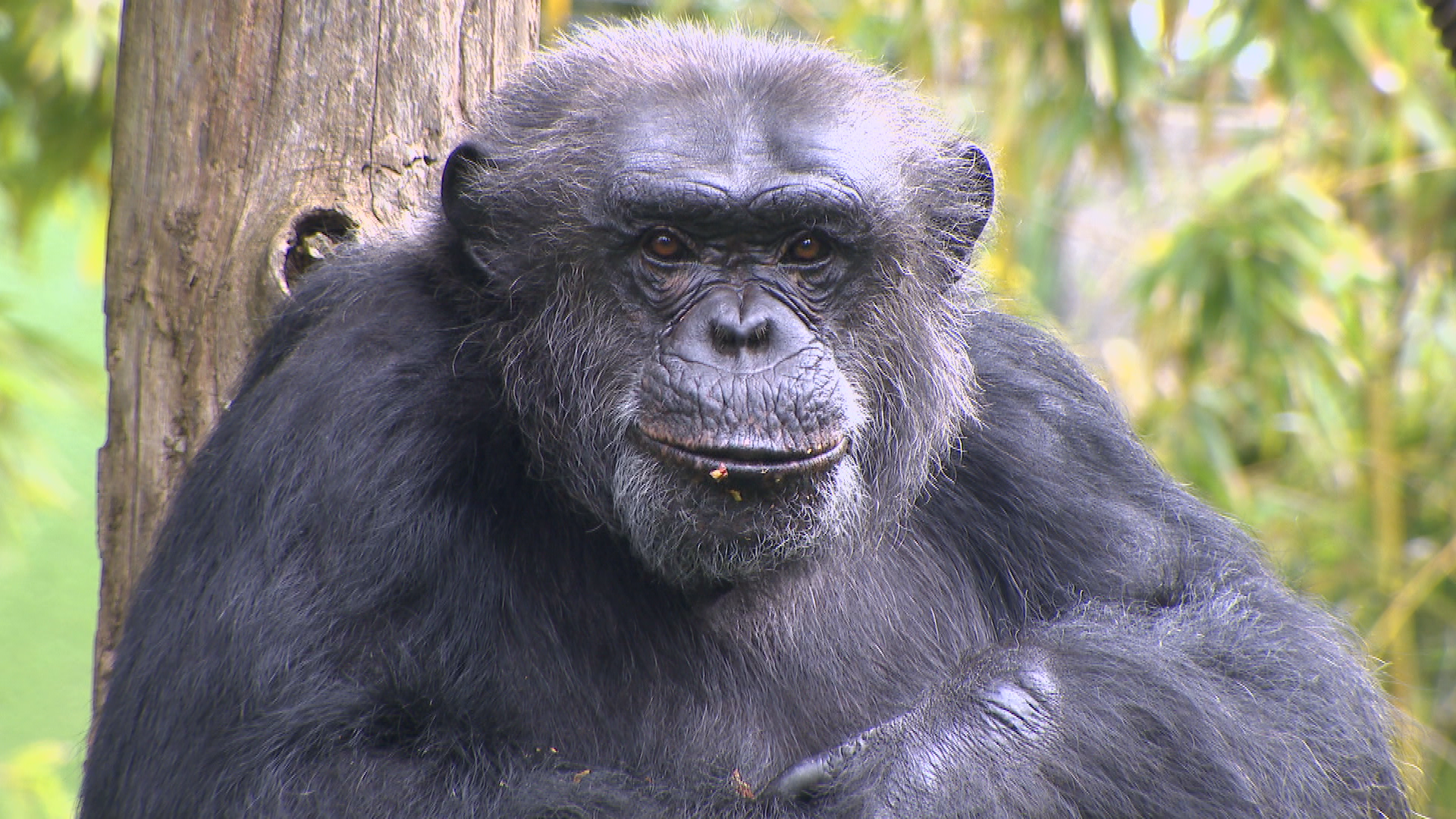 Une saison au zoo (1).tif