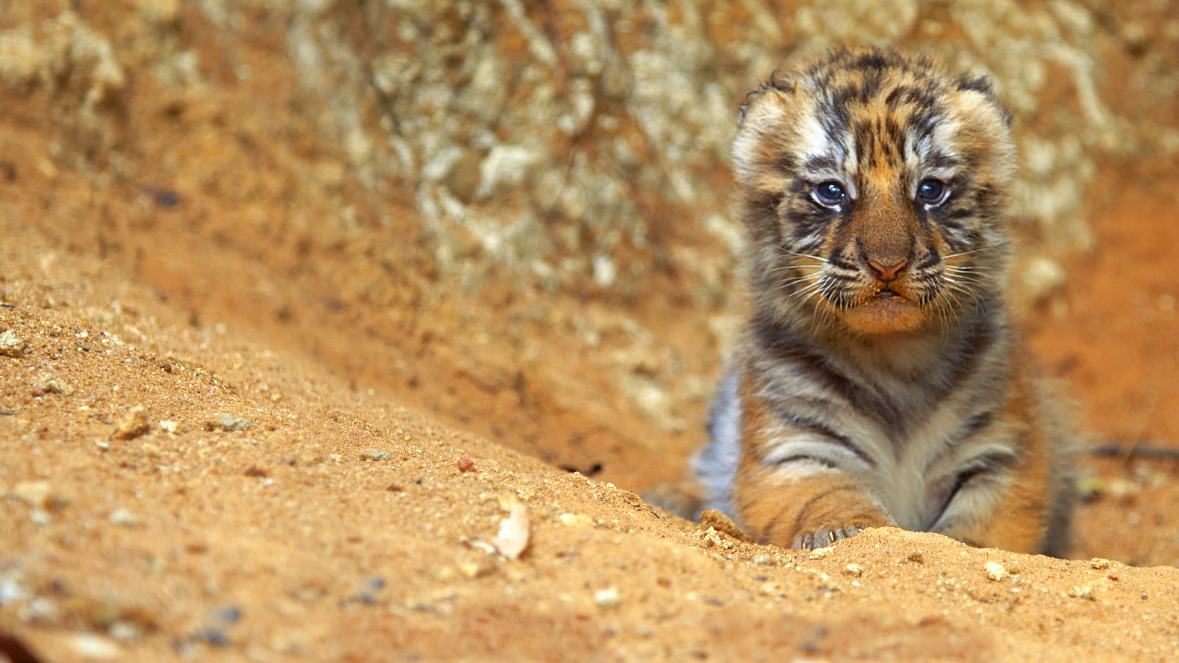 Tigres (2).png