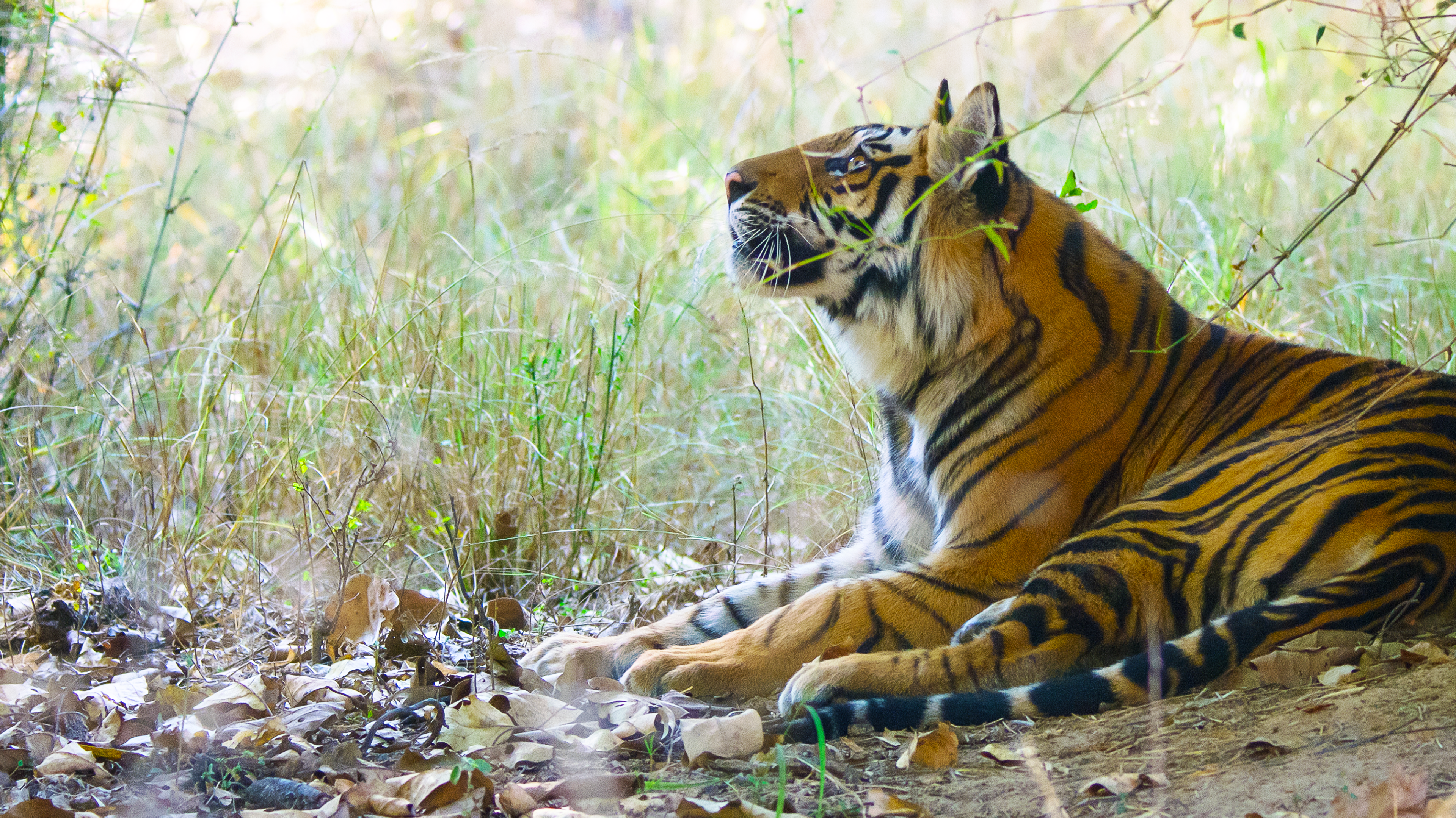 Tigres (4).png