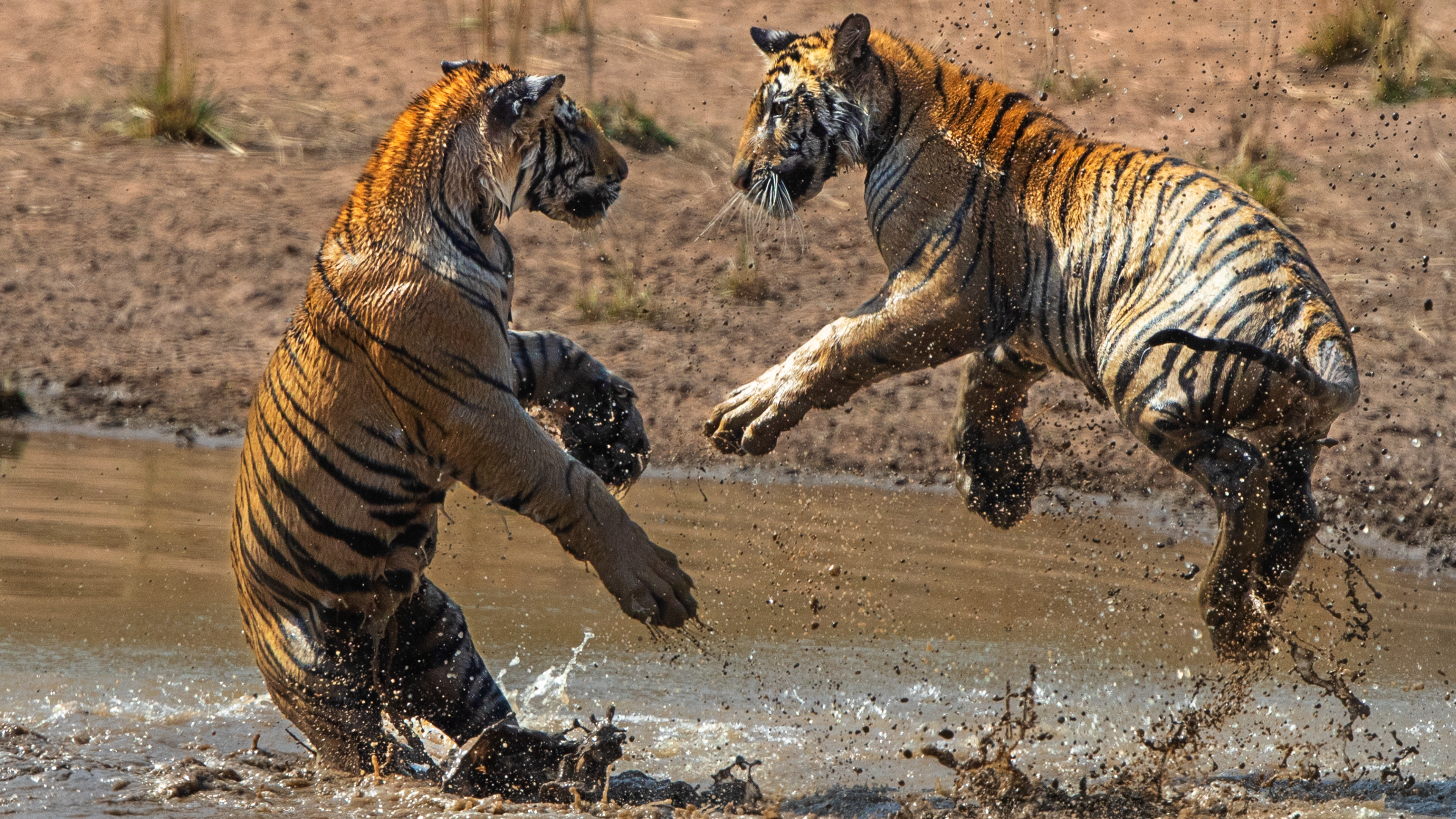 Tigres (5).png