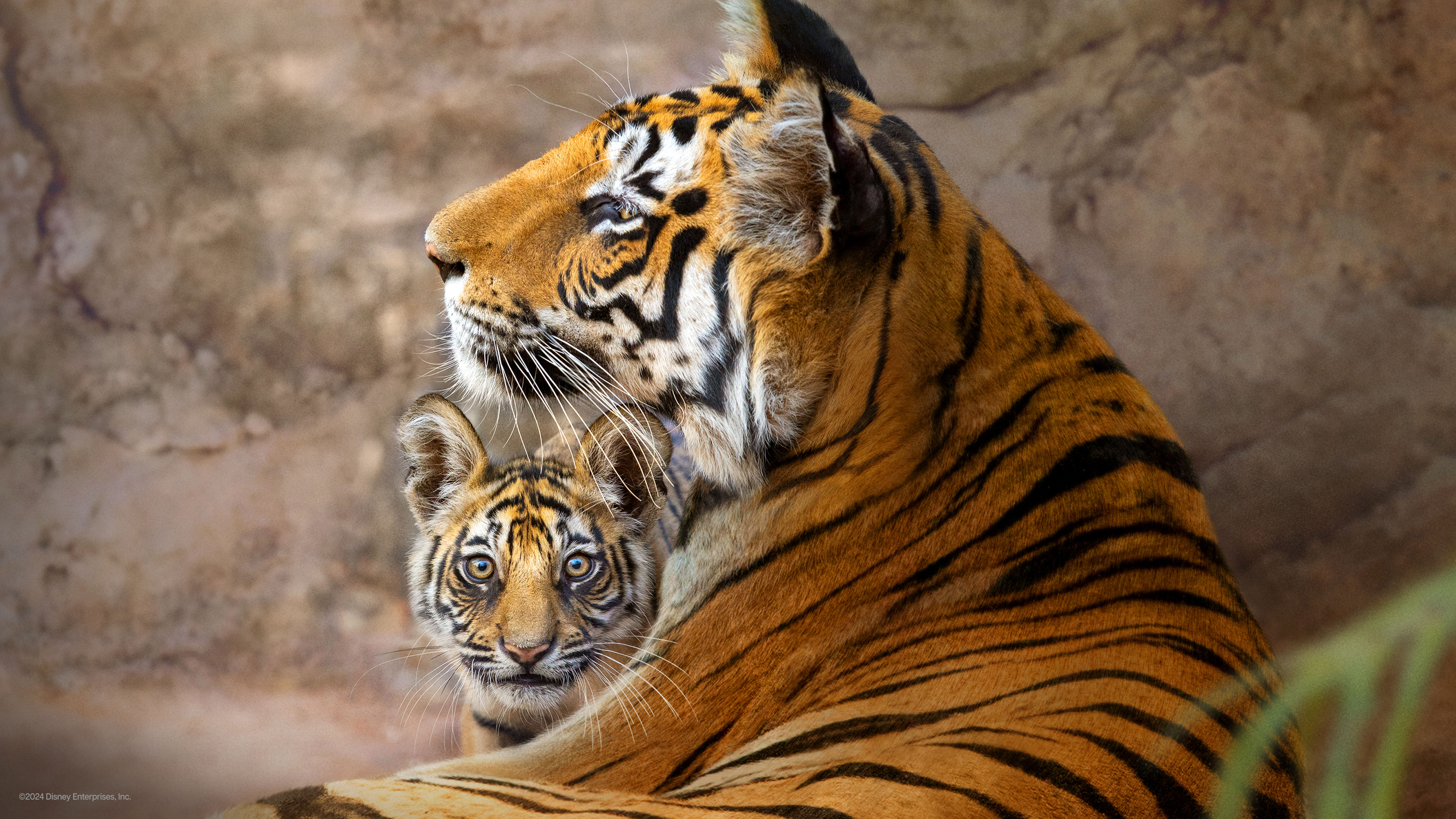 Tigres (7).png