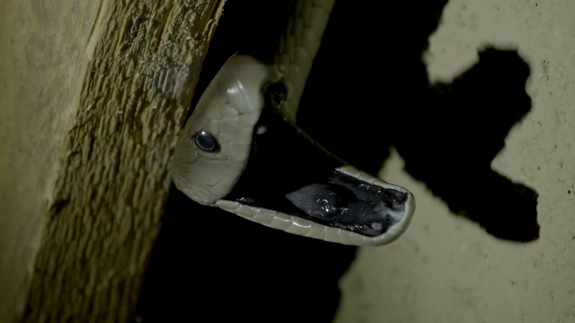 Snakes In The City  La fête aux pythons (1).jpg