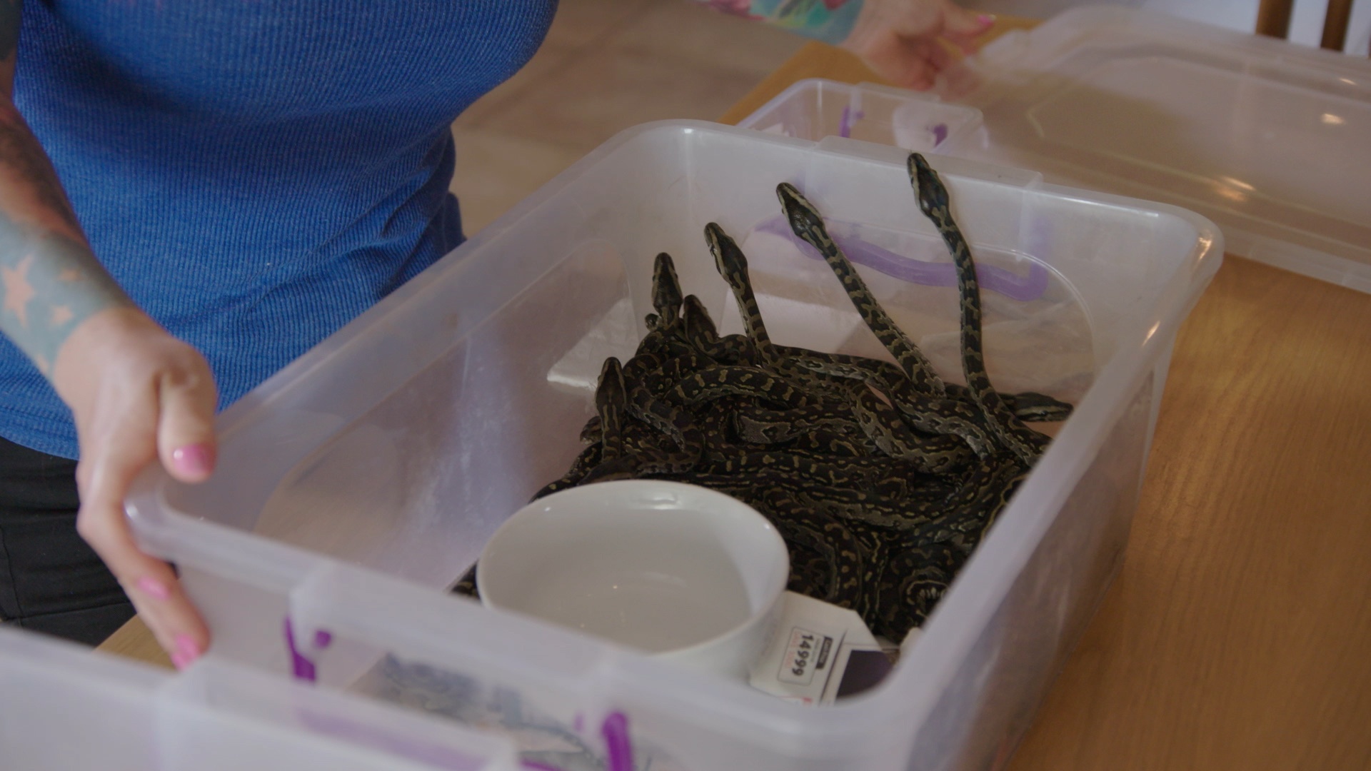 Snakes In The City  La fête aux pythons (2).jpg