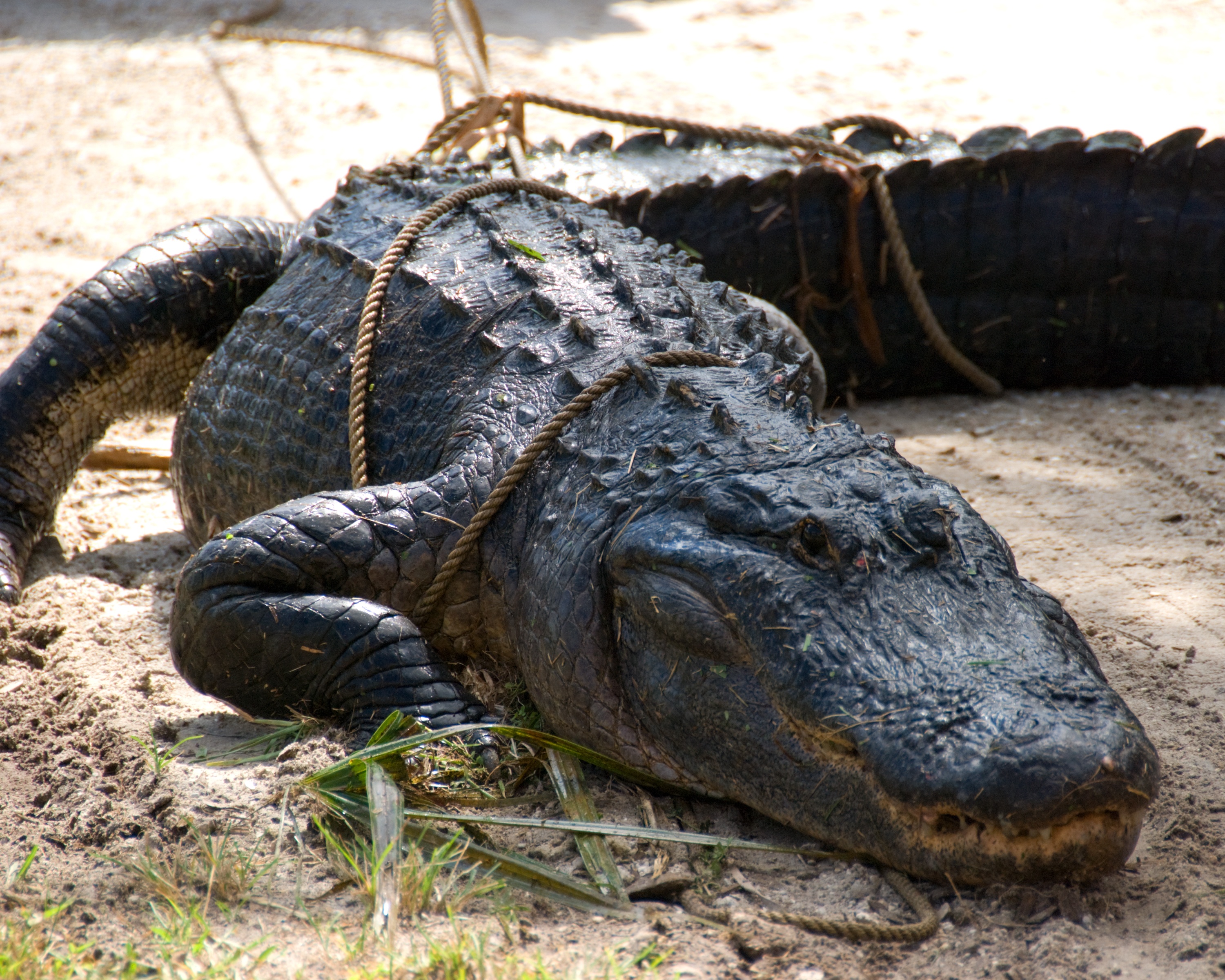 Les cowboys des marais  Evasion chez les alligators (1).JPG