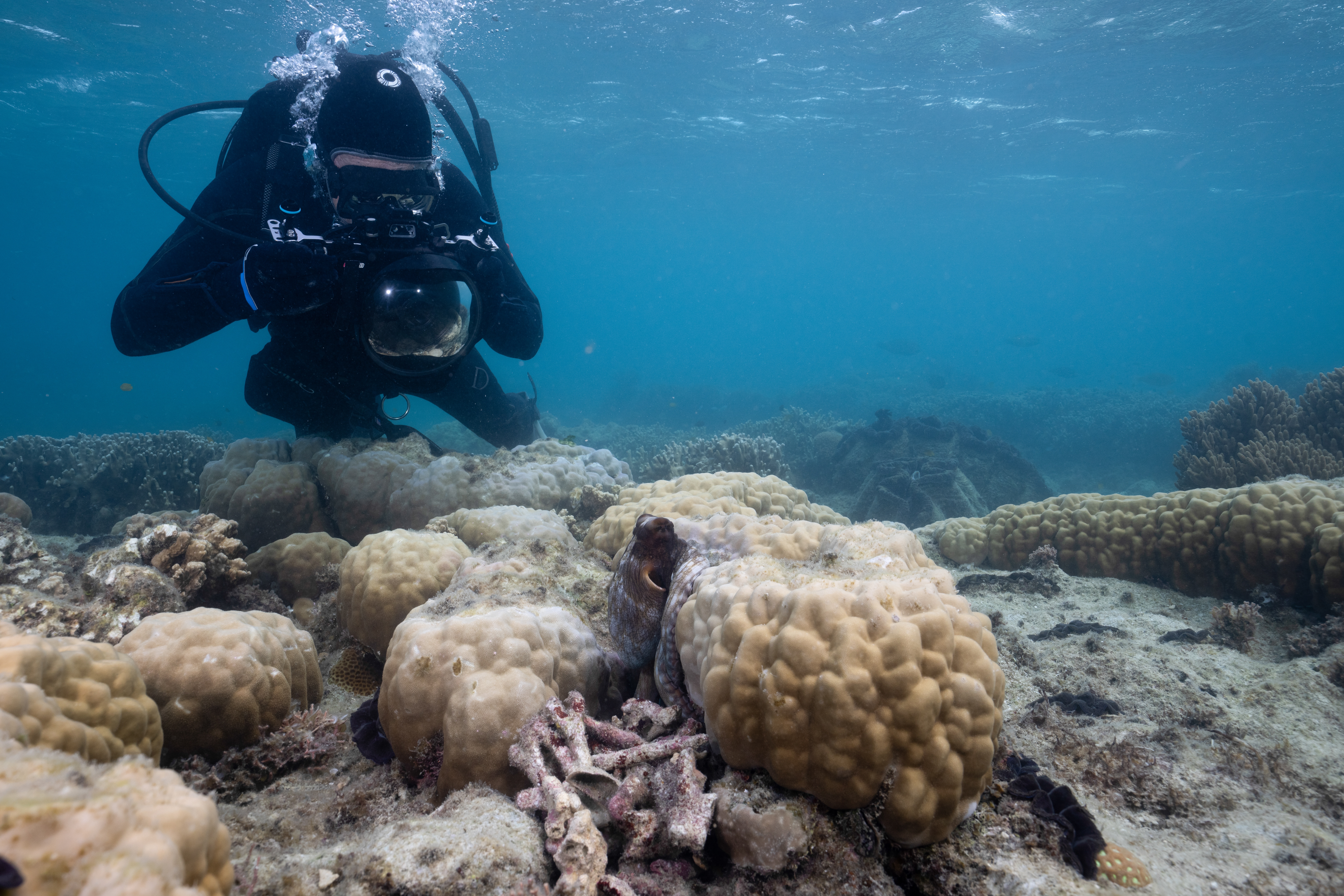 Les secrets des pieuvres (1).jpg