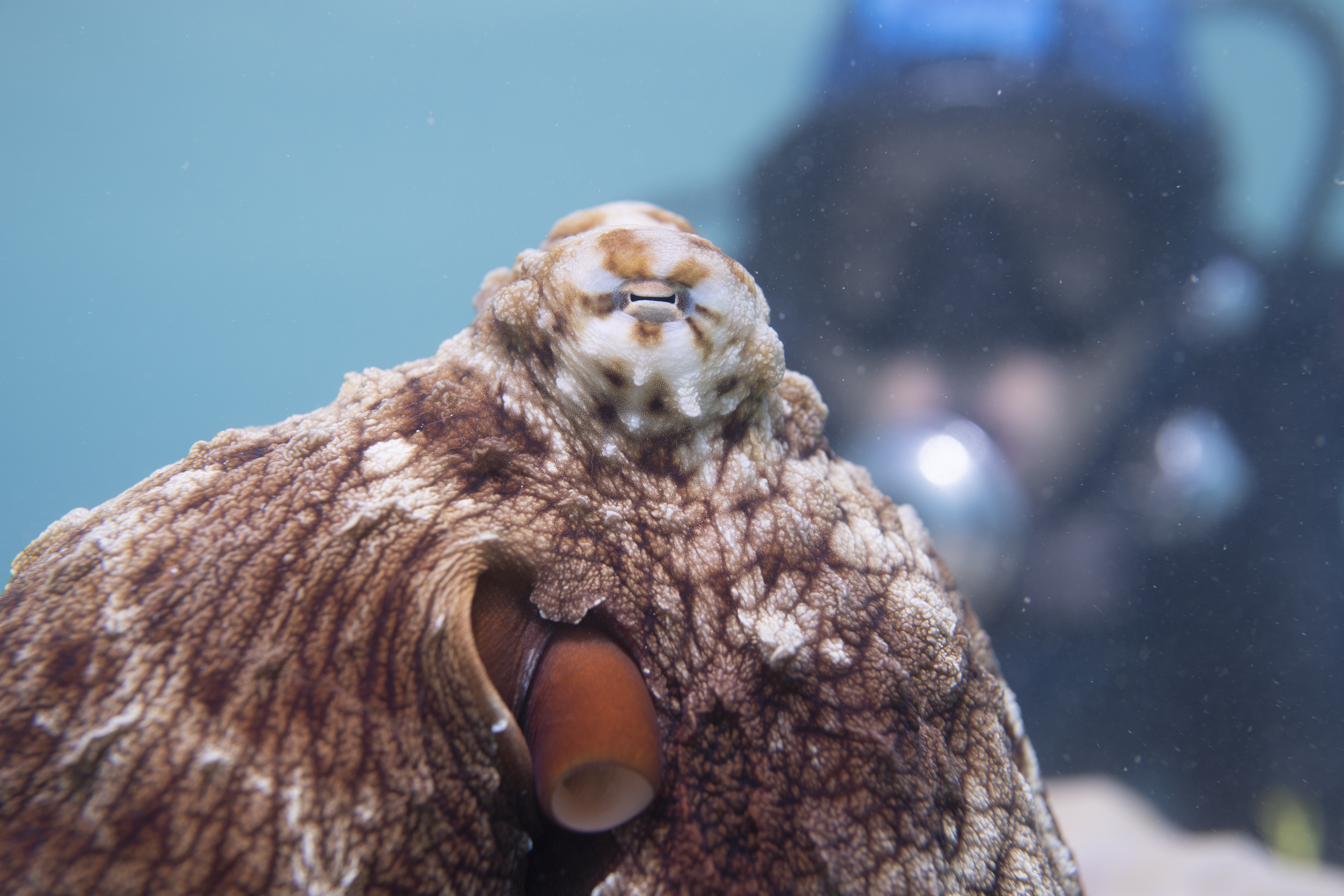 Les secrets des pieuvres (2).jpg