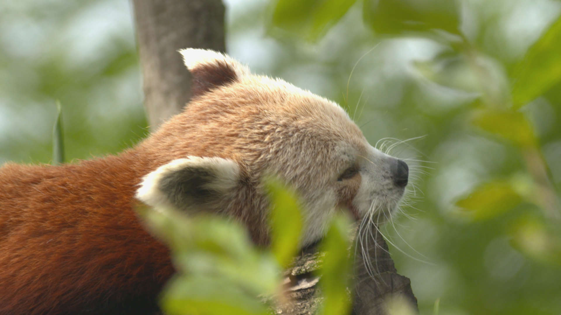 Une saison au zoo (1).tif