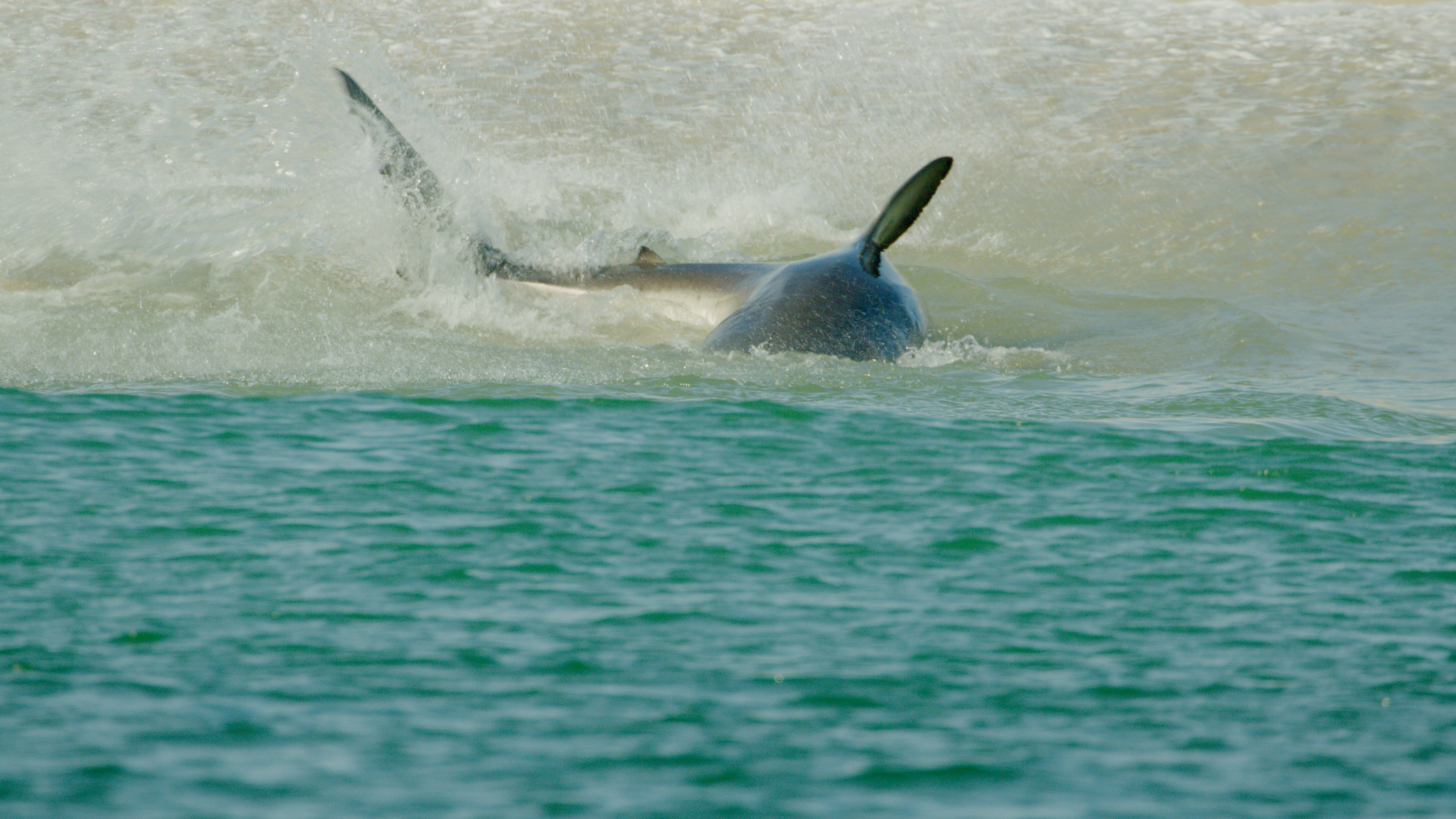 Invasion de requins au Cape Cod (1).jpg