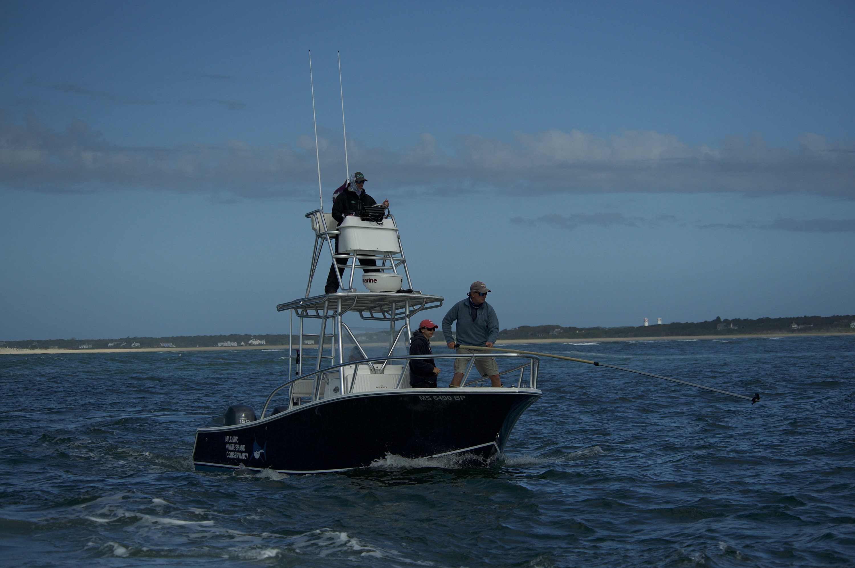 Invasion de requins au Cape Cod (2).jpg
