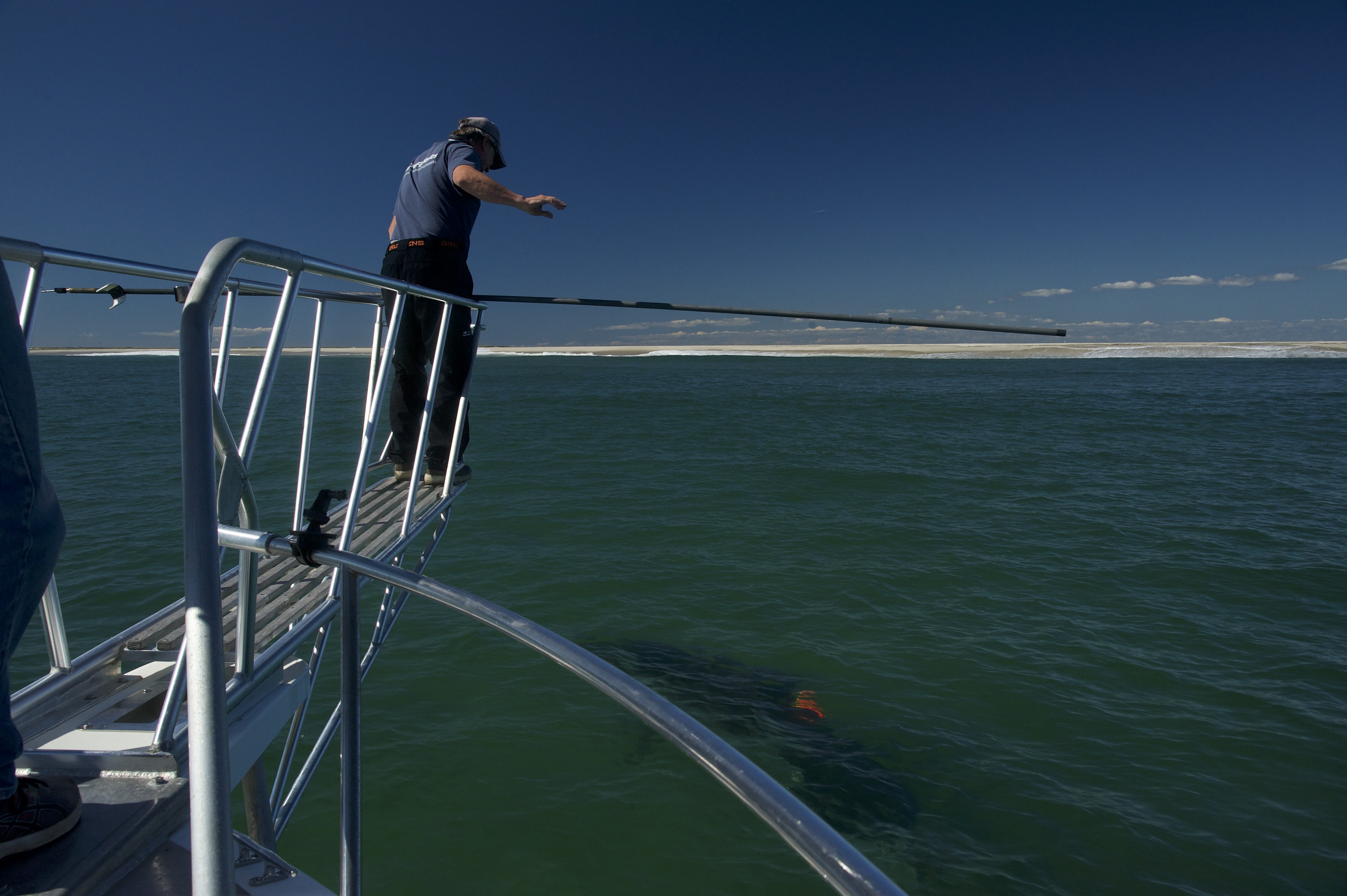 Invasion de requins au Cape Cod (3).jpg