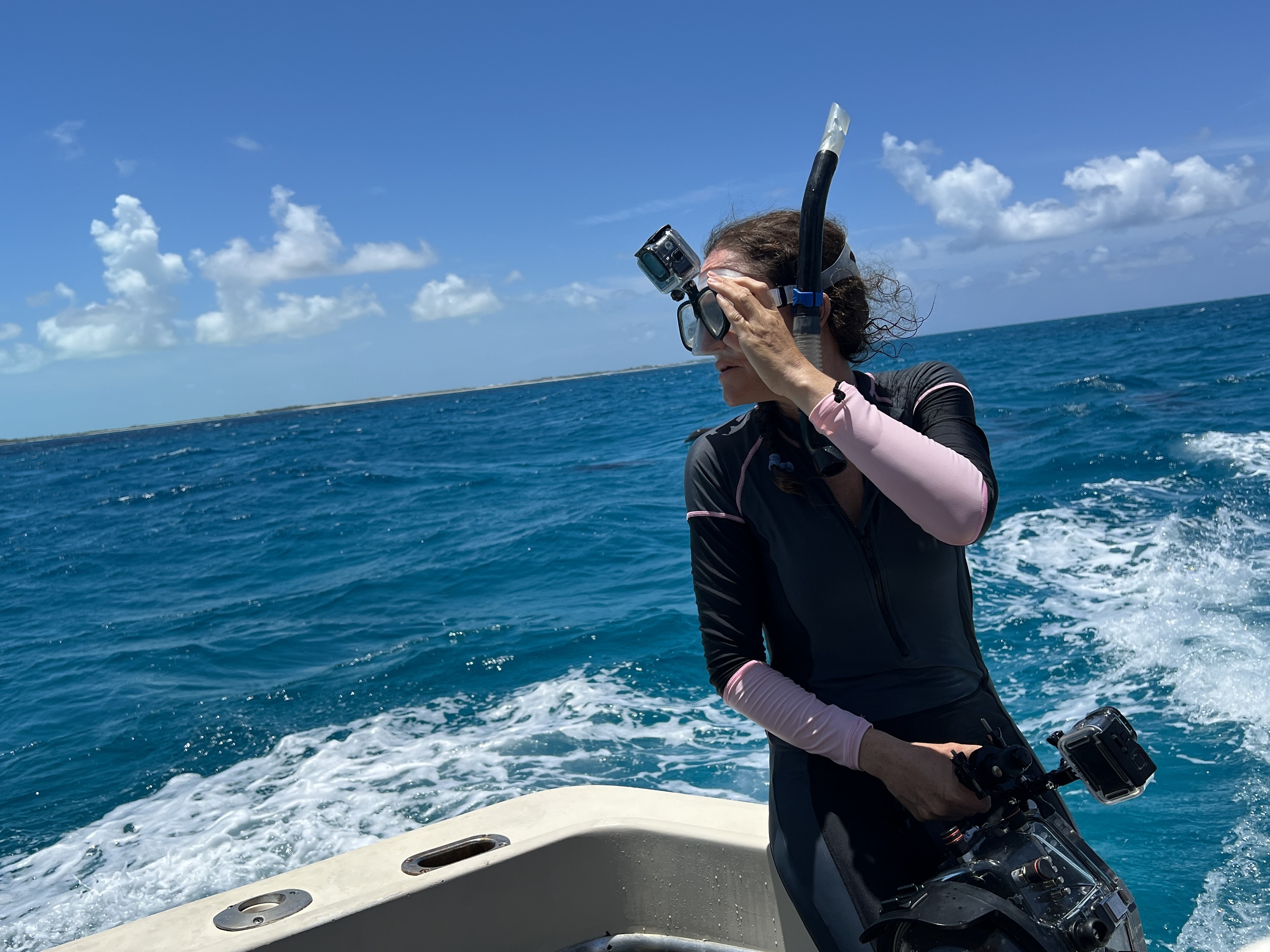 Requins vs Dauphins Bahamas (3).jpg