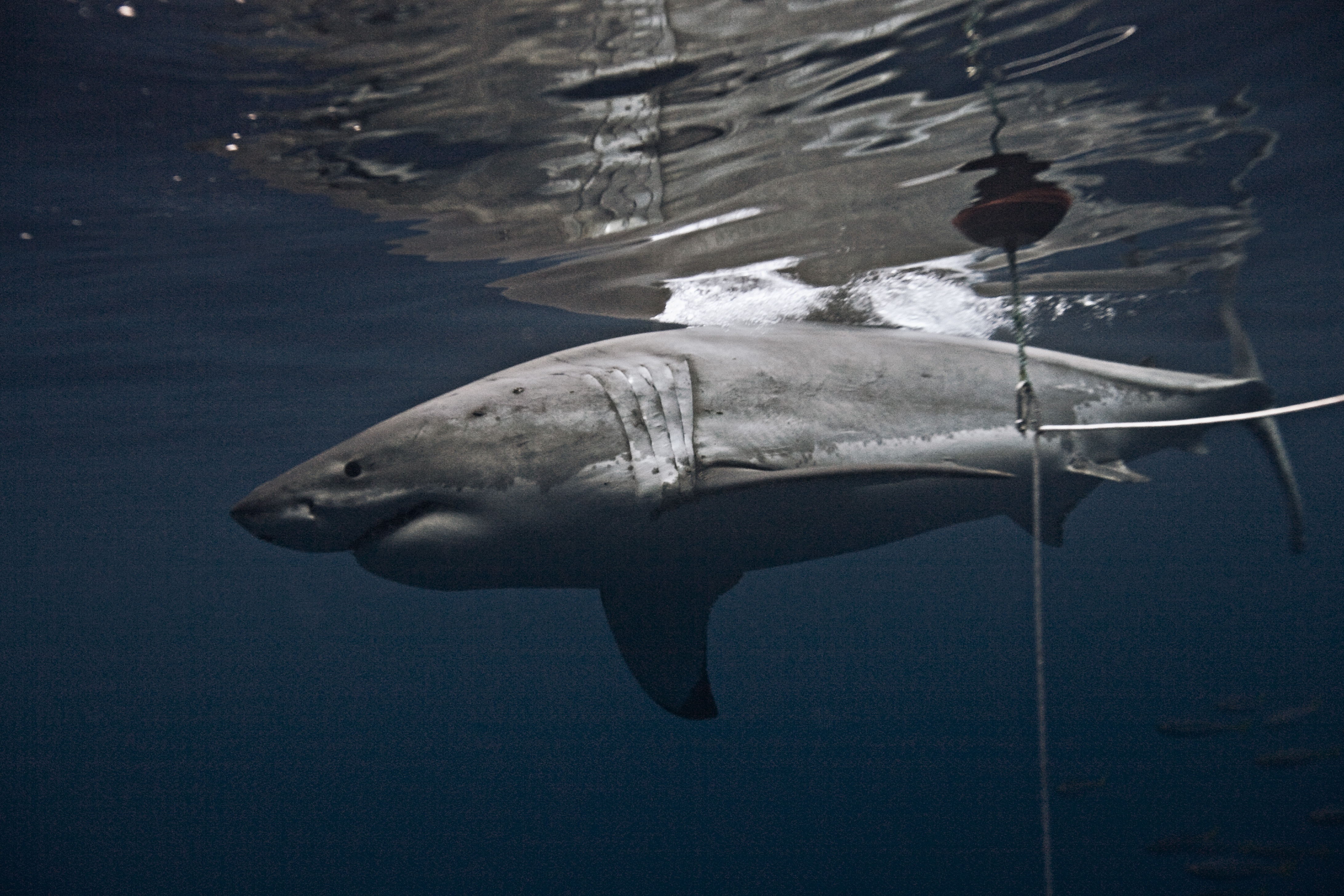 Les hommes-requins  Première morsure (2).JPG